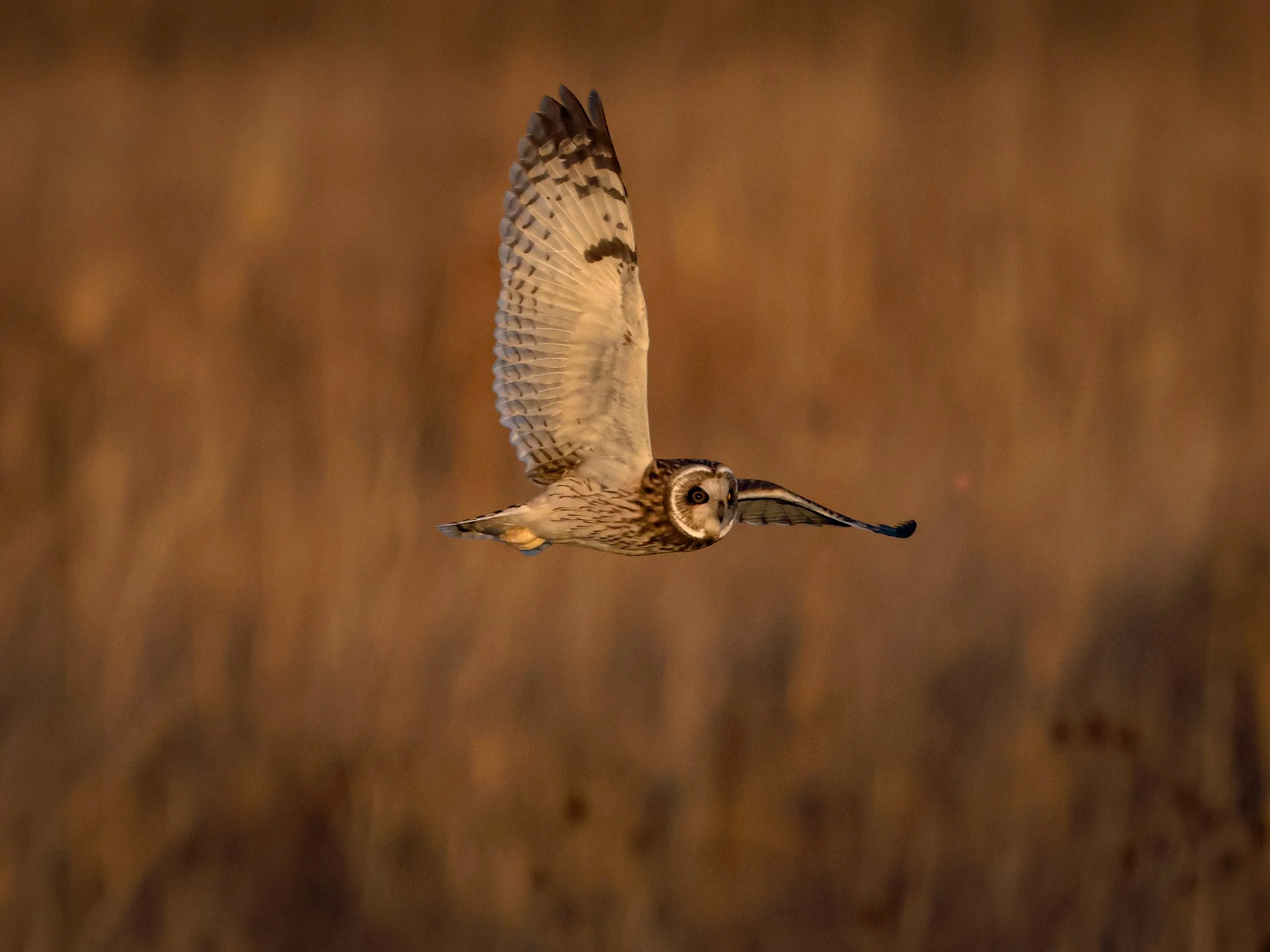 A Short-eared Owl banks hard.