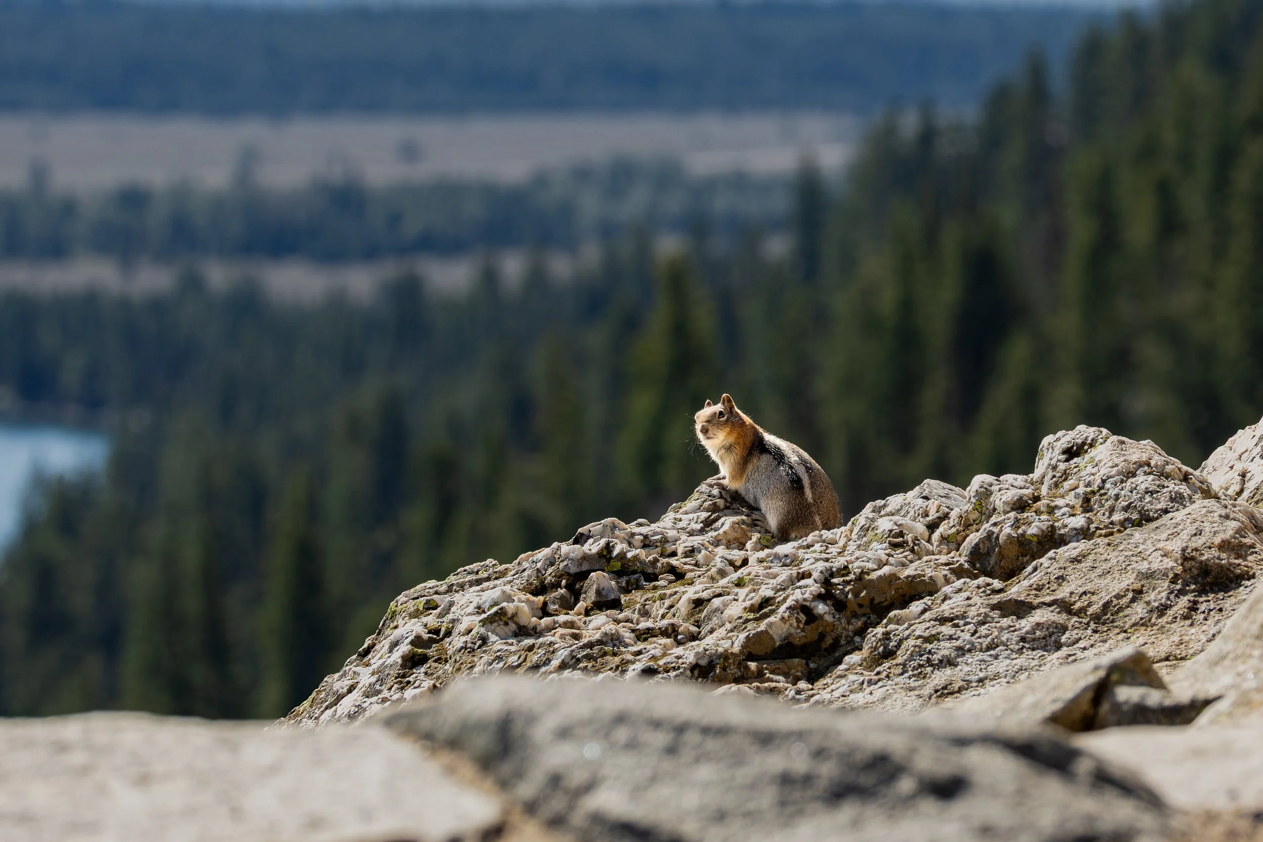 Golden-mantled Ground Squirrel looking over Lake Jenny