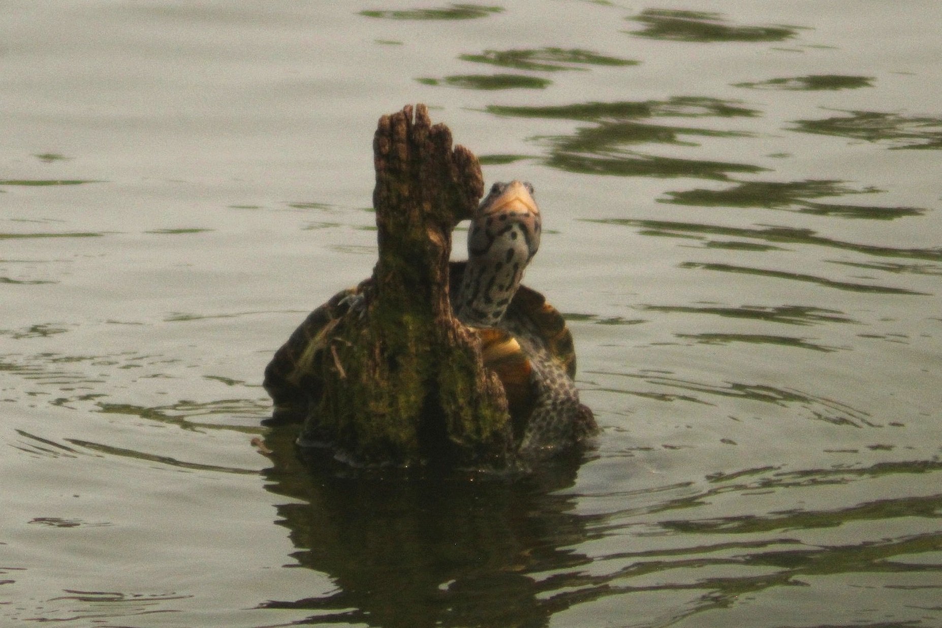 Diamondback Terrapin - Marine Park Salt Marsh