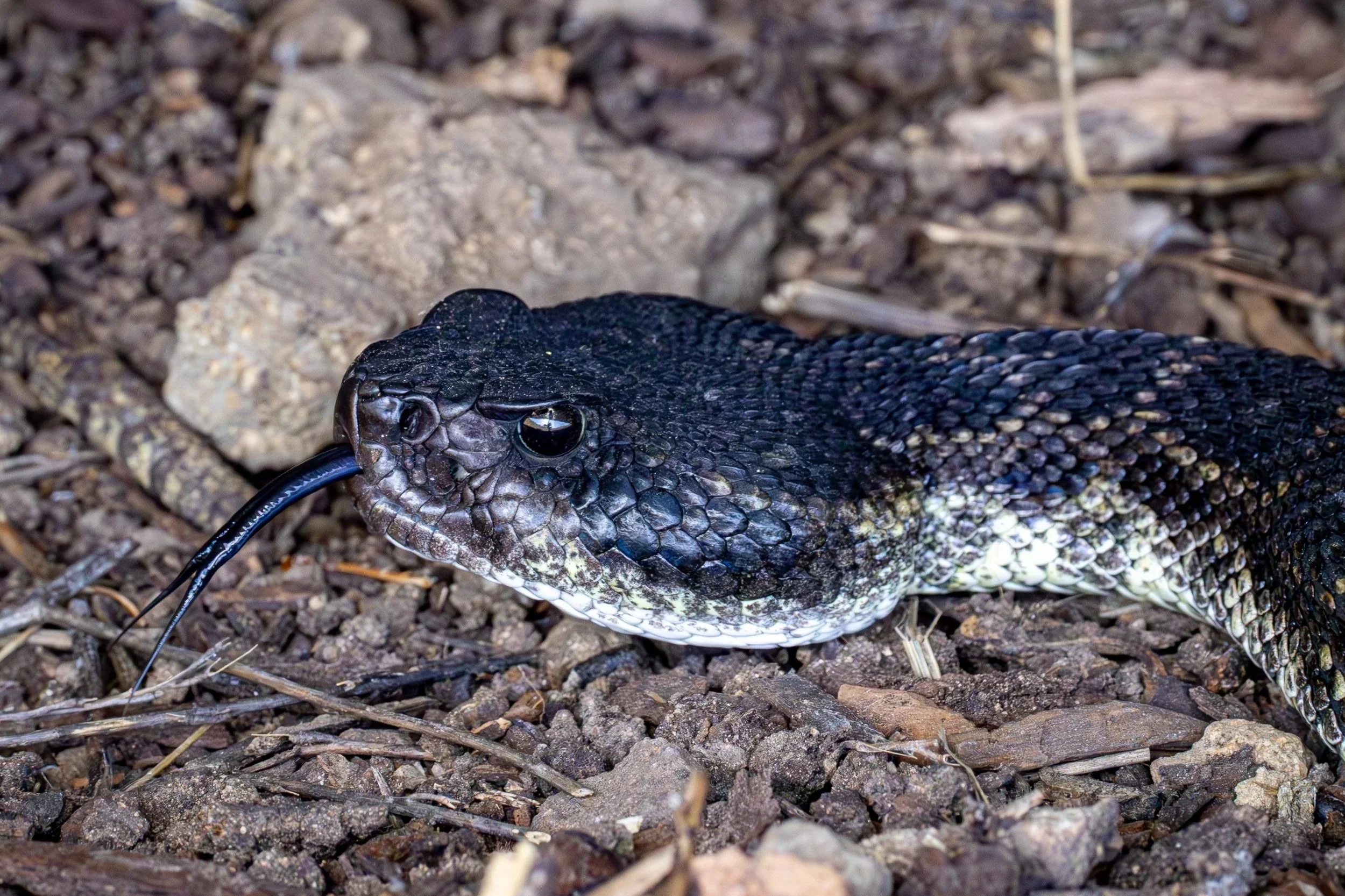 Southern Pacific Rattlesnake
