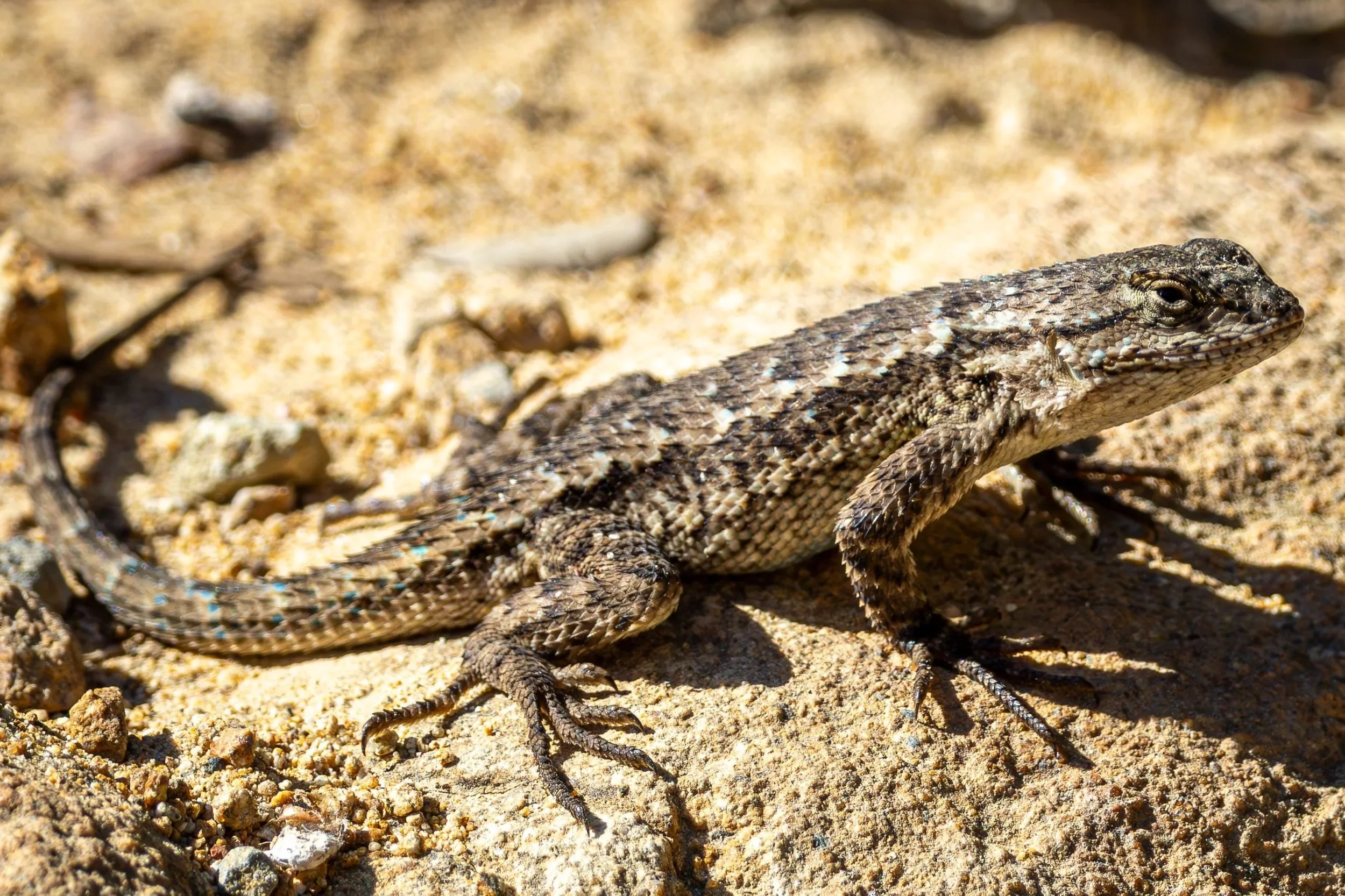 Western Fence Lizard
