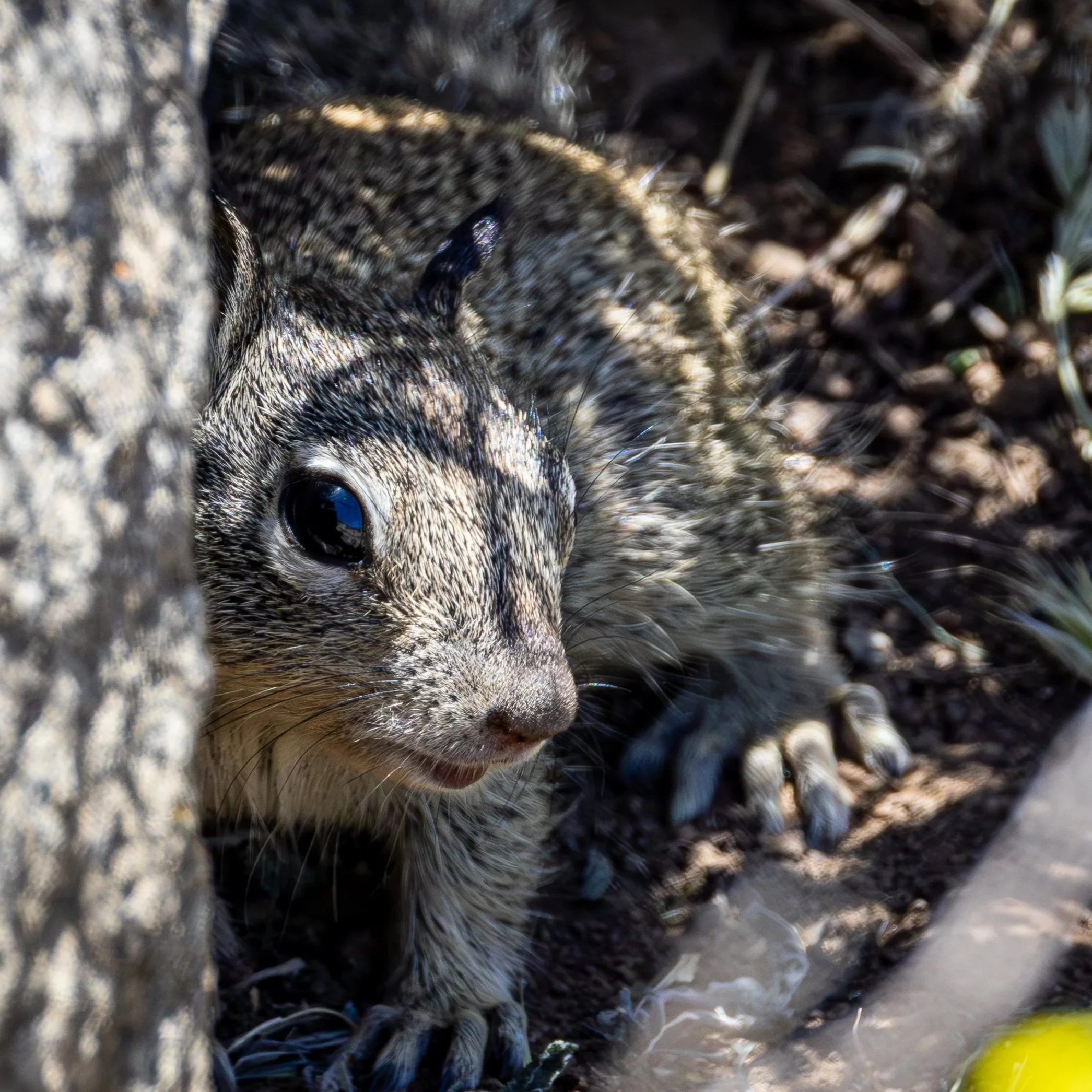California Ground Squirrel