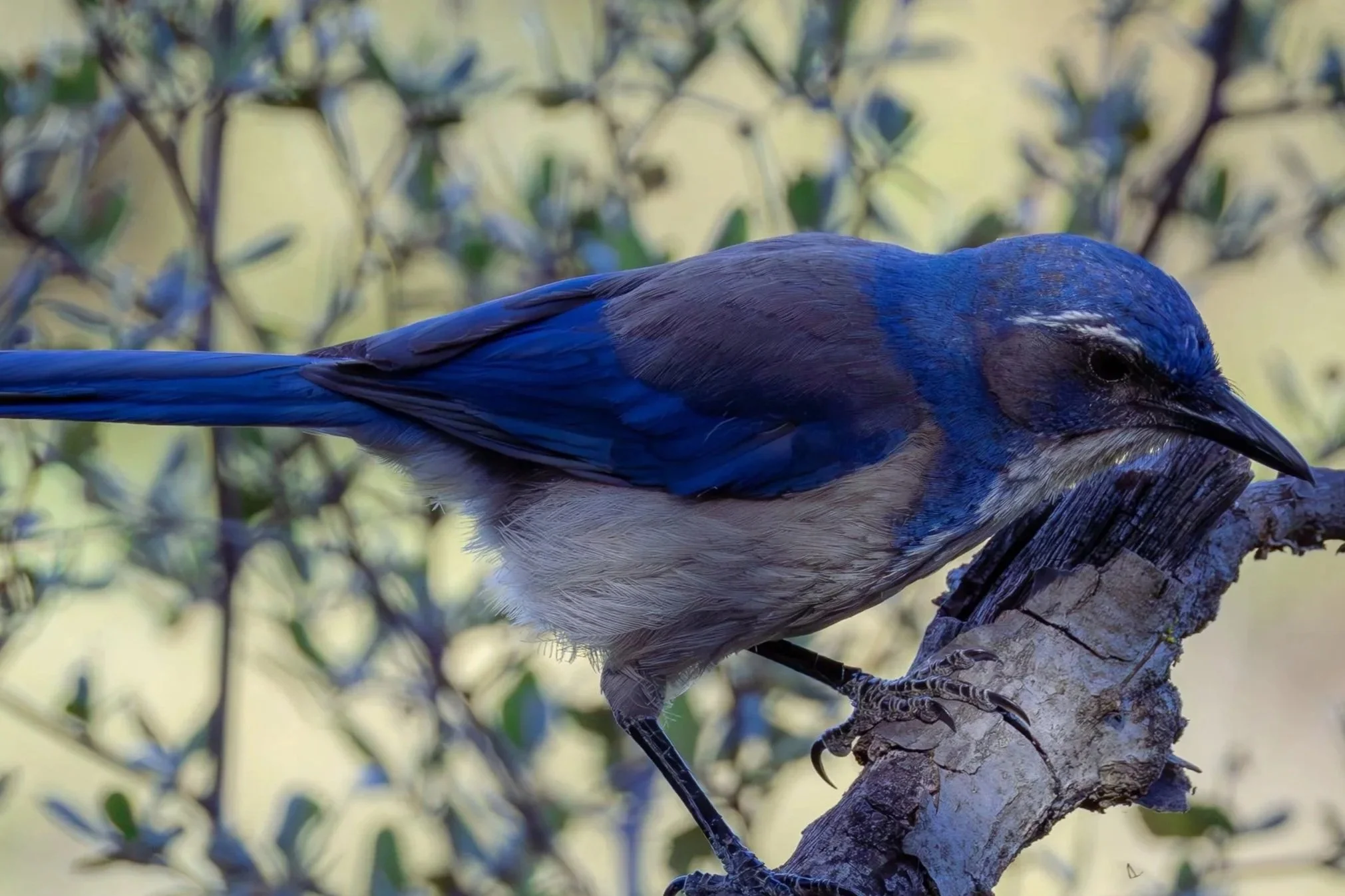 California Scrubjay