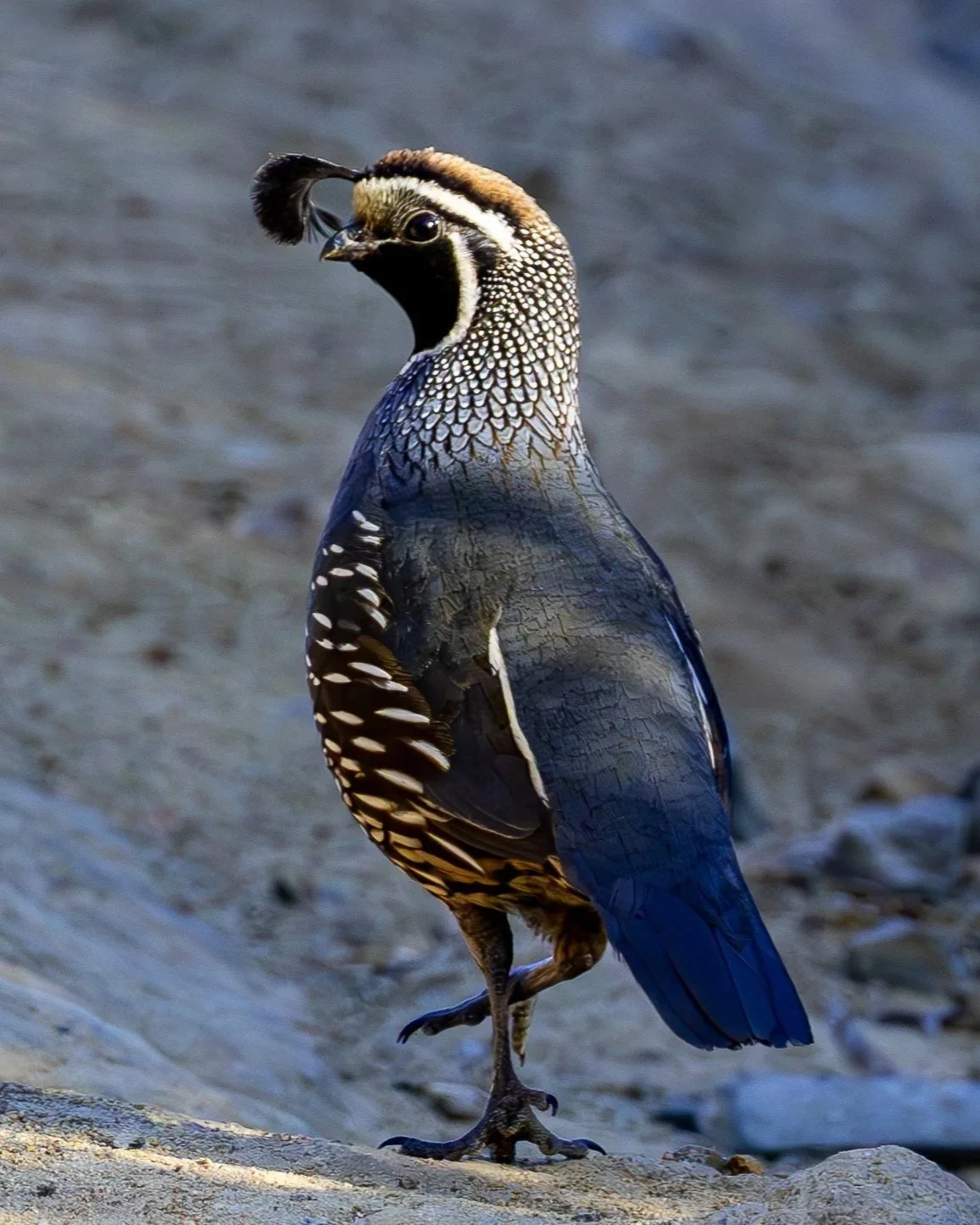 California Quail