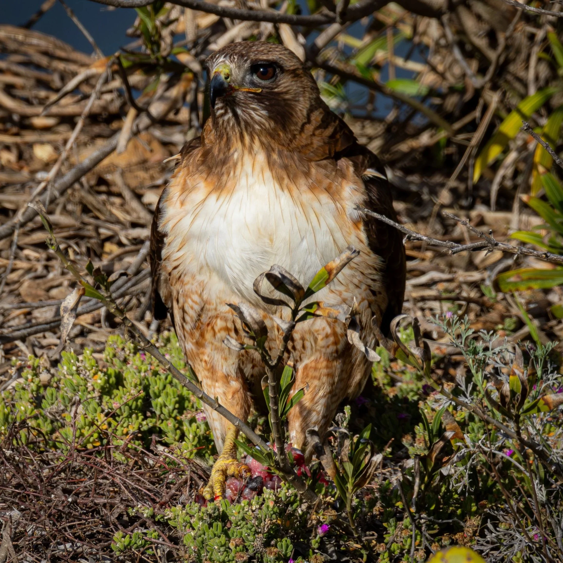 Red-tailed Hawk