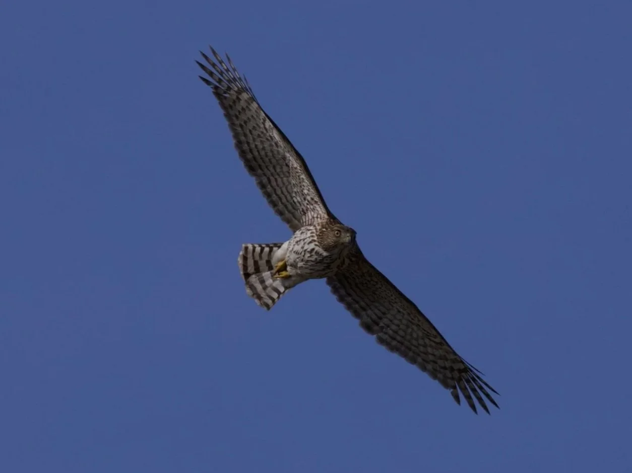 Juvenile Cooper's Hawk