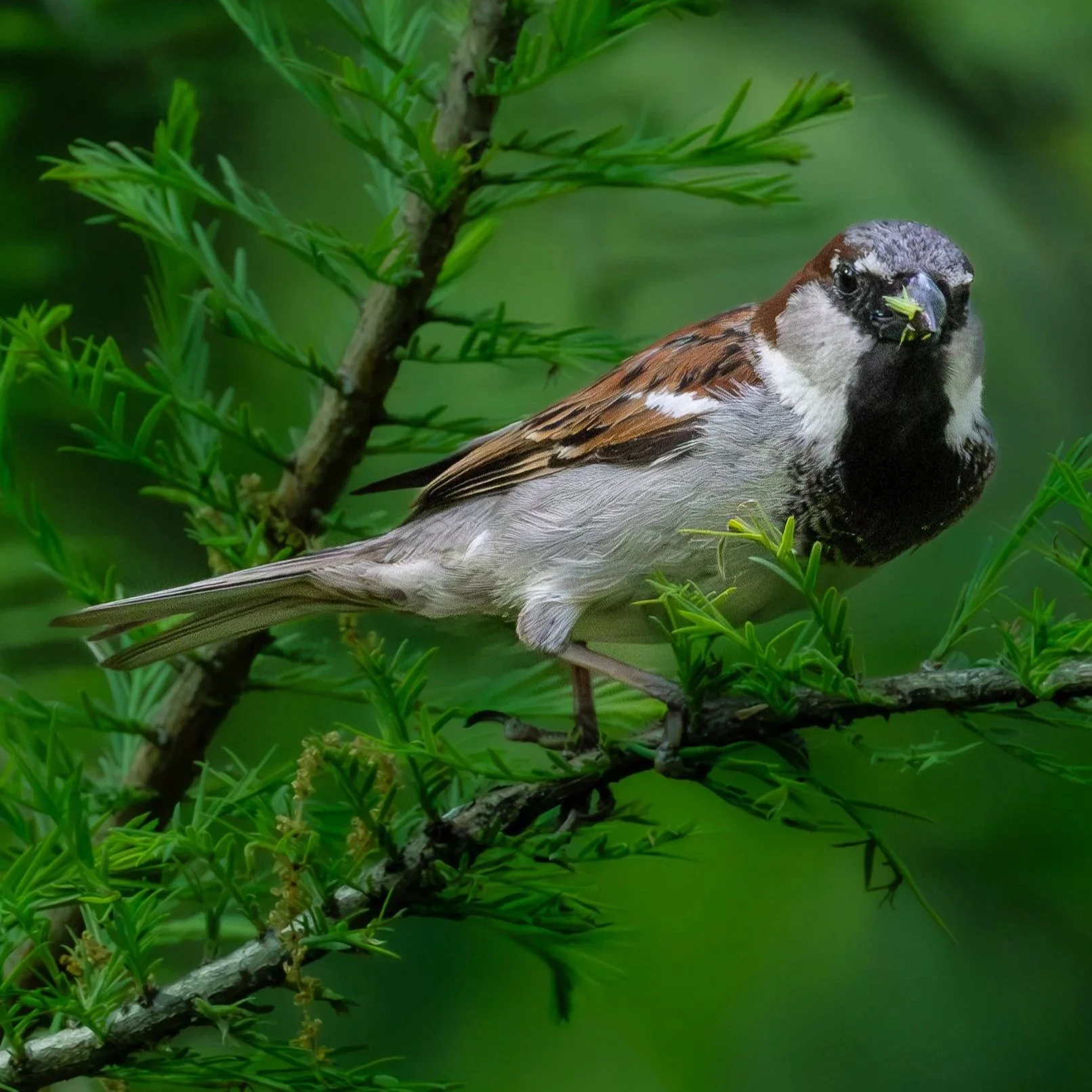 House Sparrow
