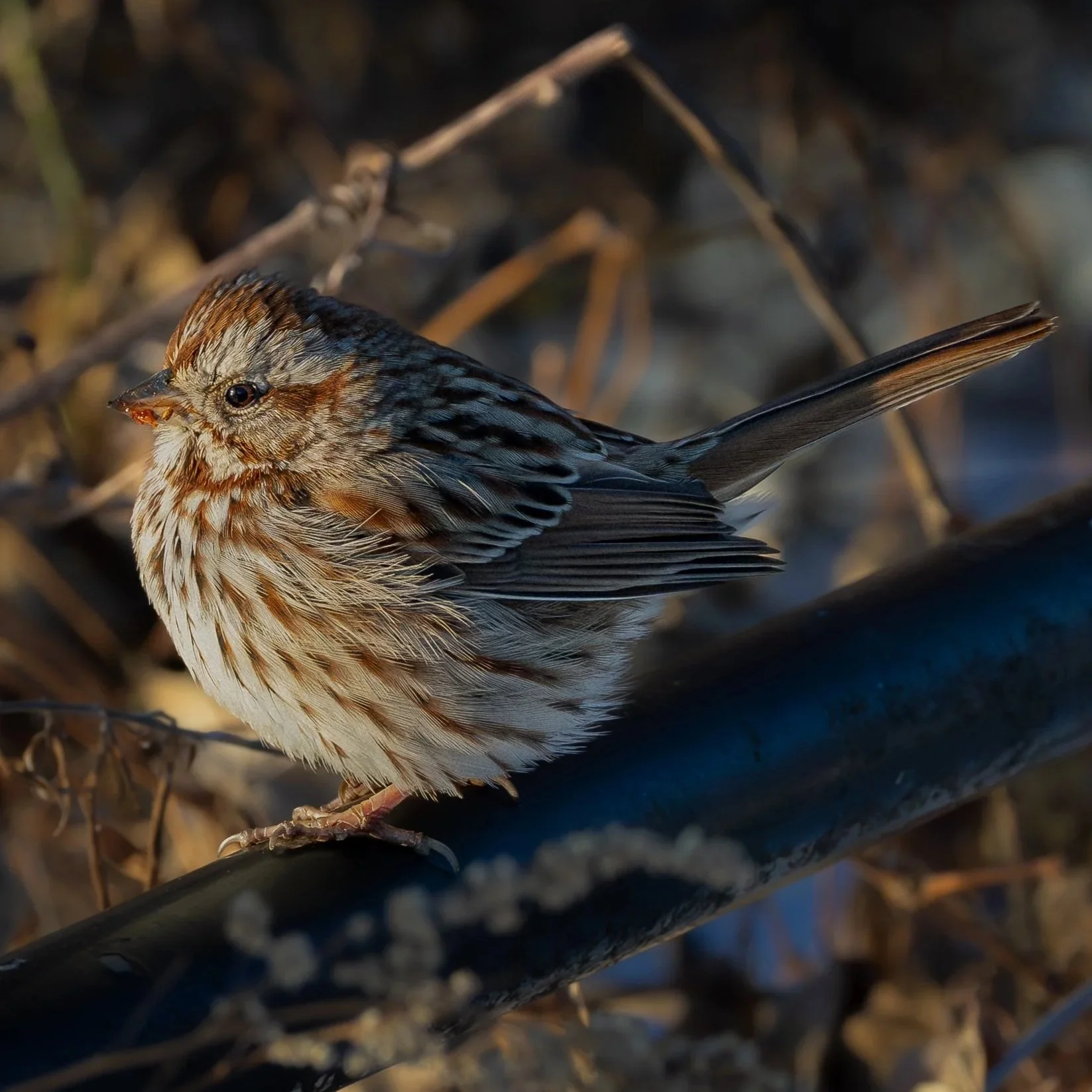 Song Sparrow