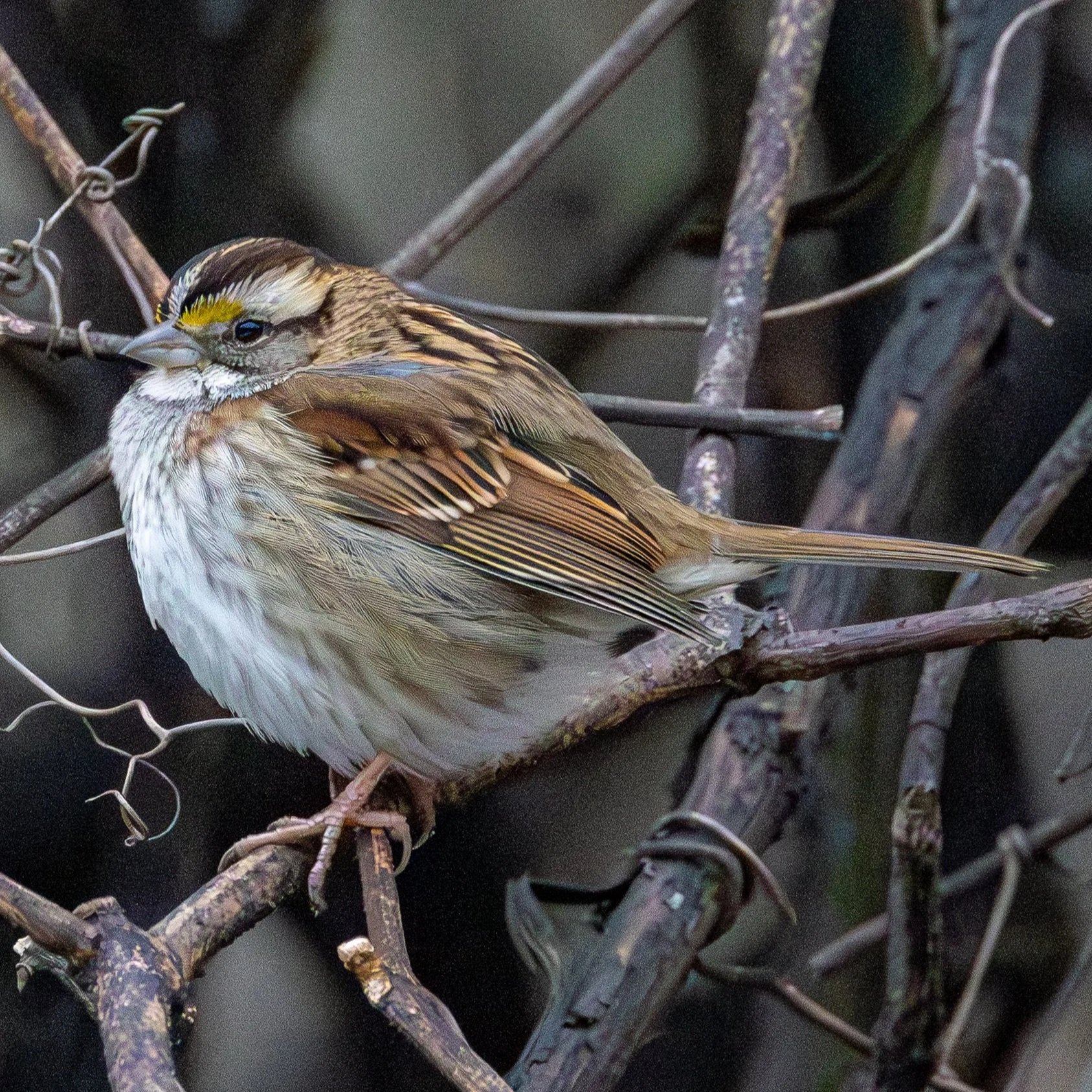 White-throated Sparrow