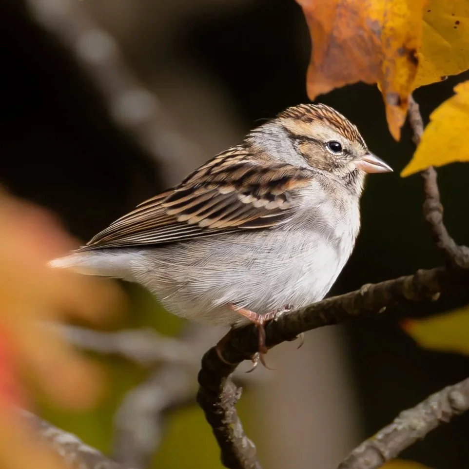 Chipping Sparrow