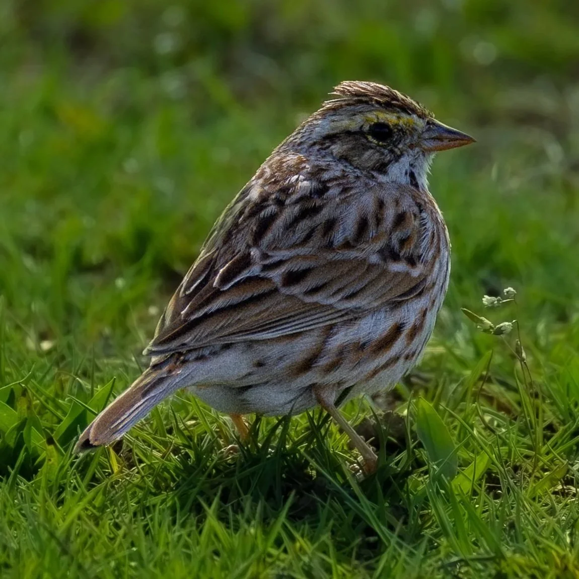 Savannah Sparrow