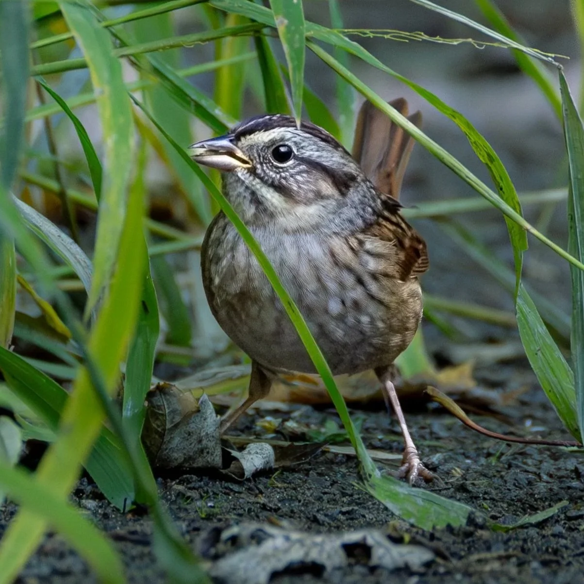 Swamp Sparrow