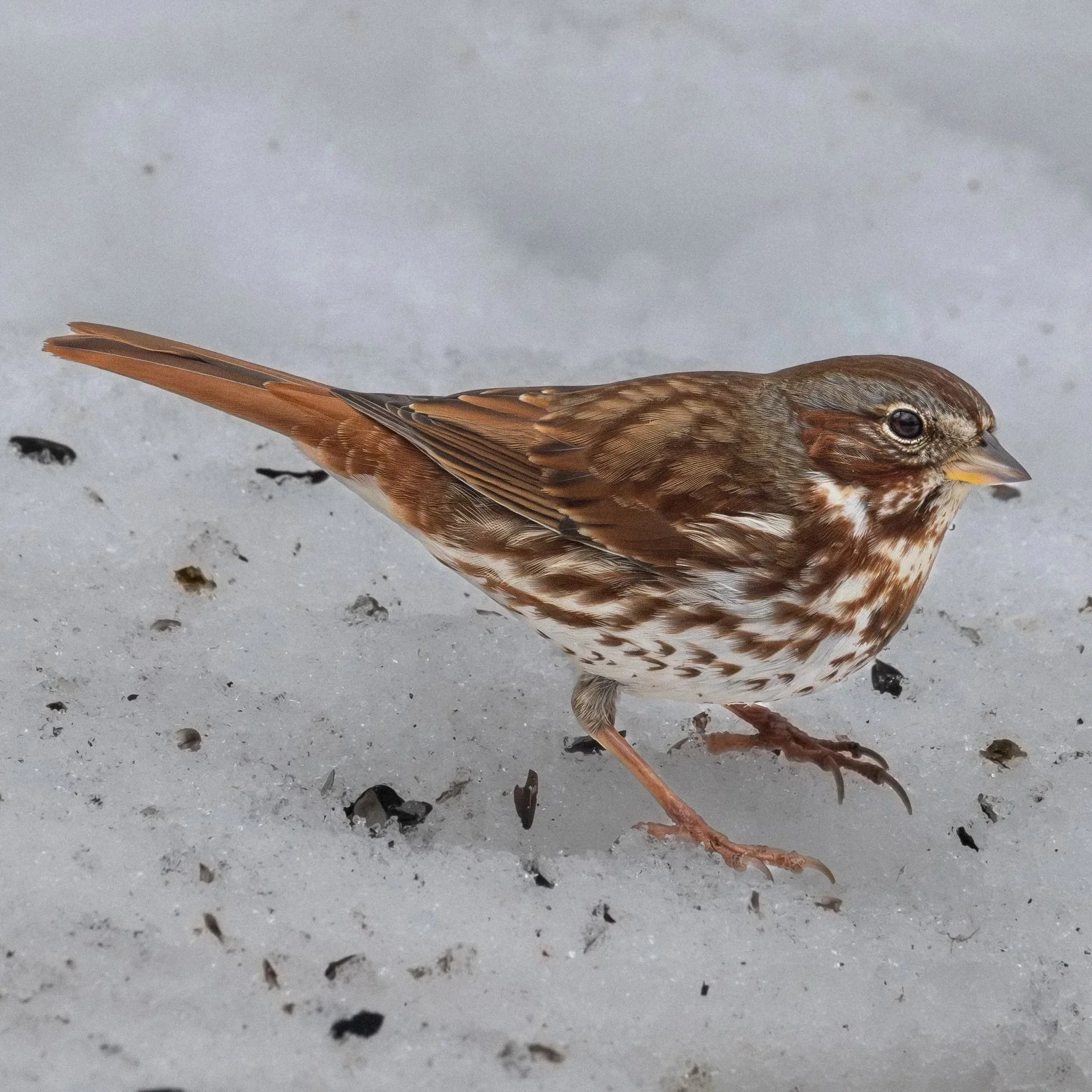 Fox Sparrow