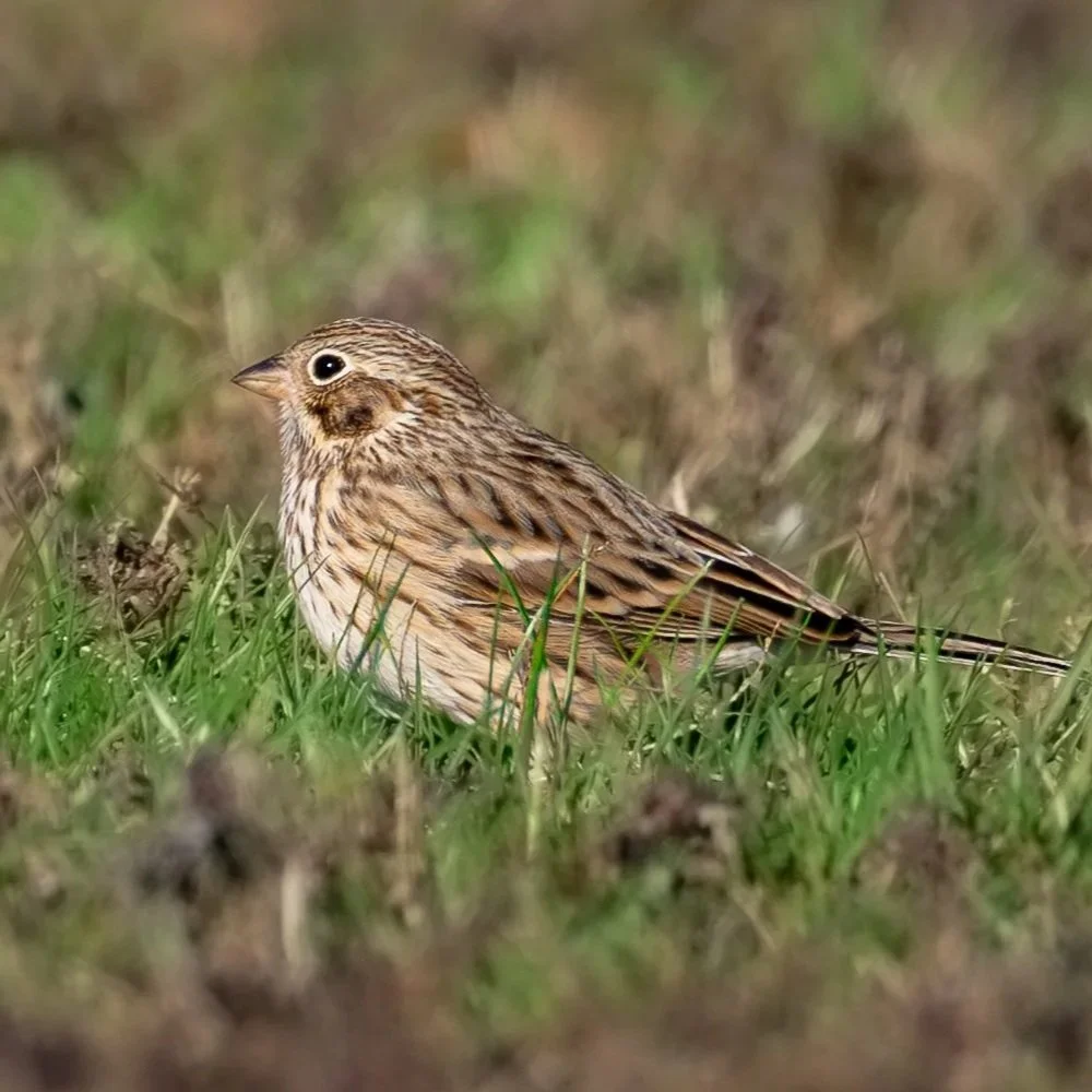 Vesper Sparrow