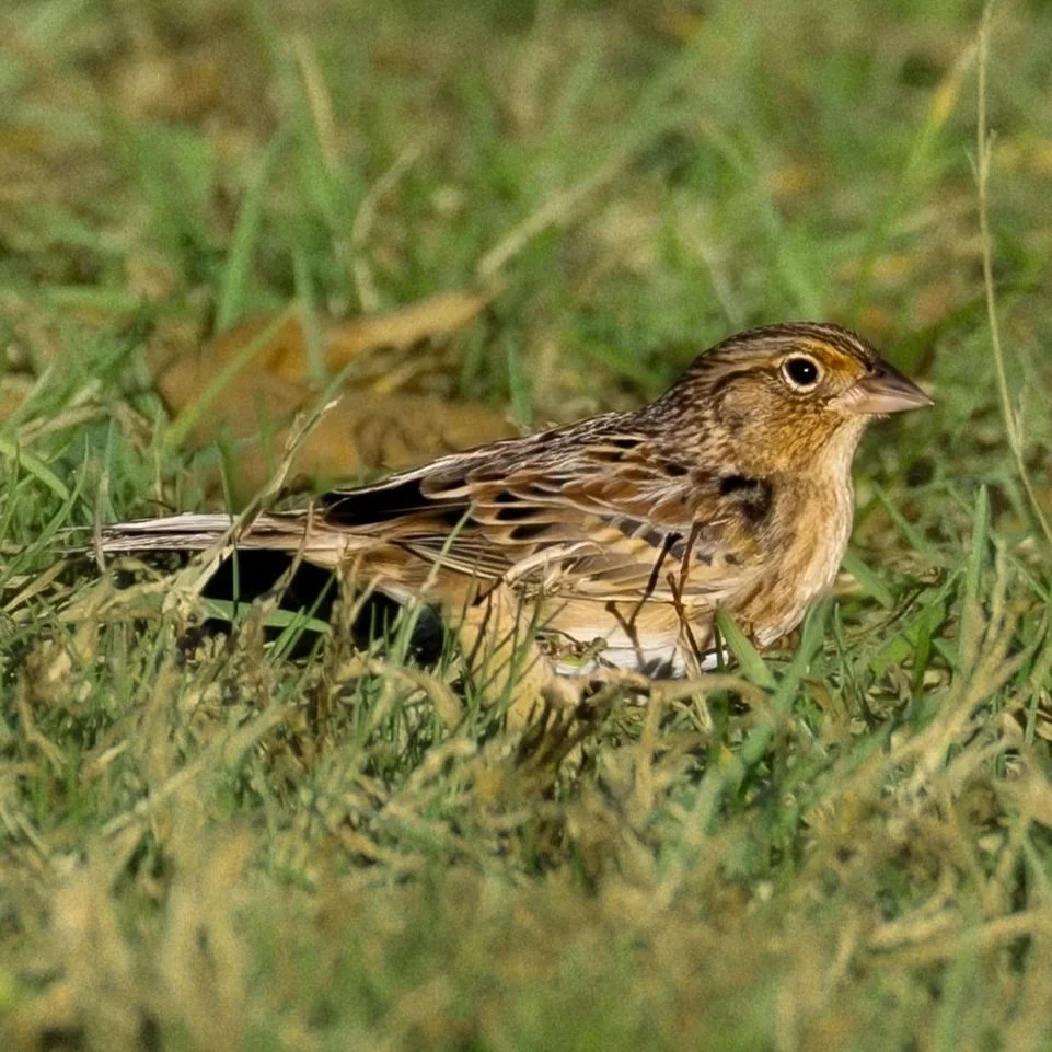 Grasshopper Sparrow