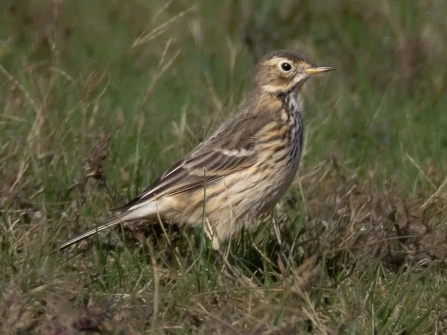 American Pipit