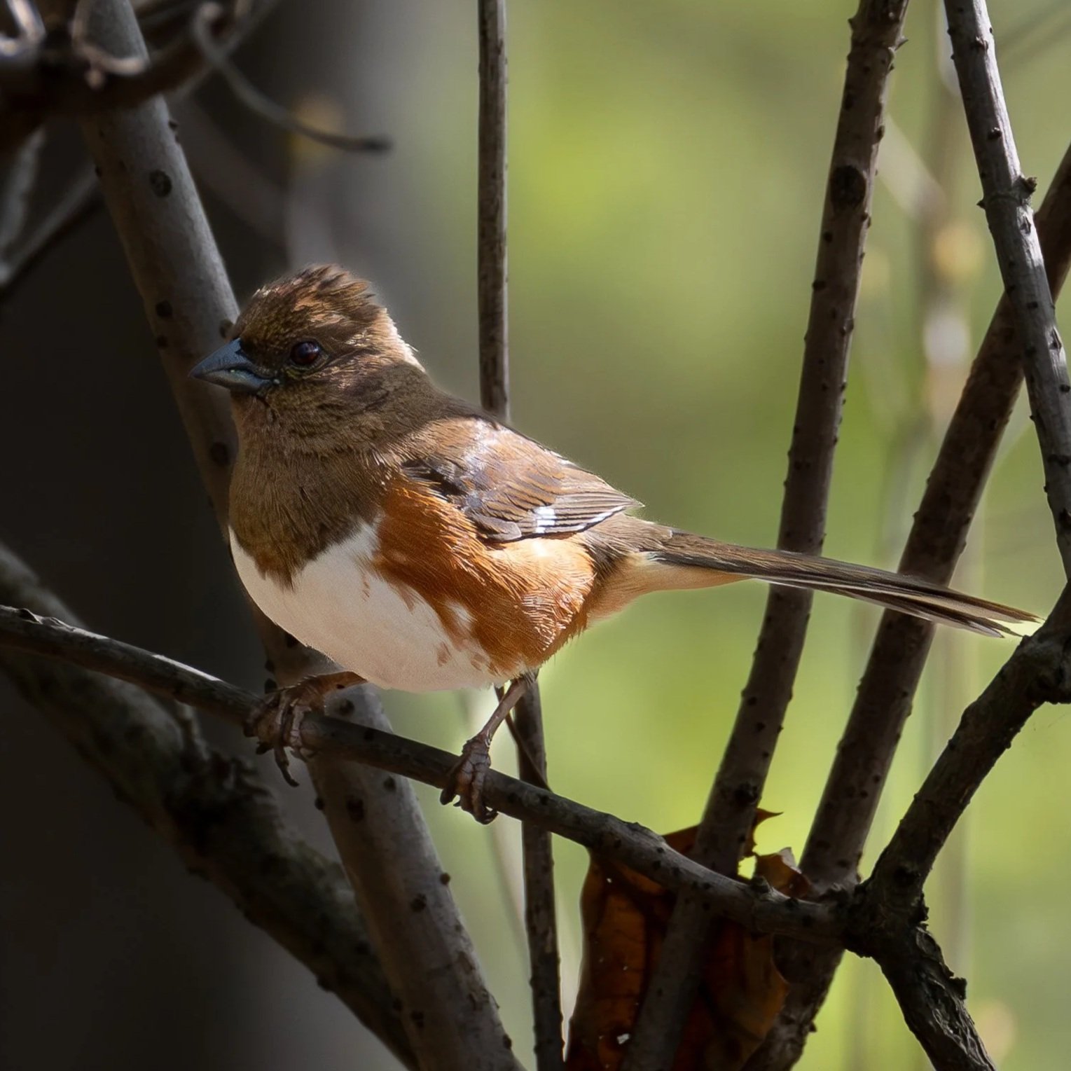Eastern Towhee