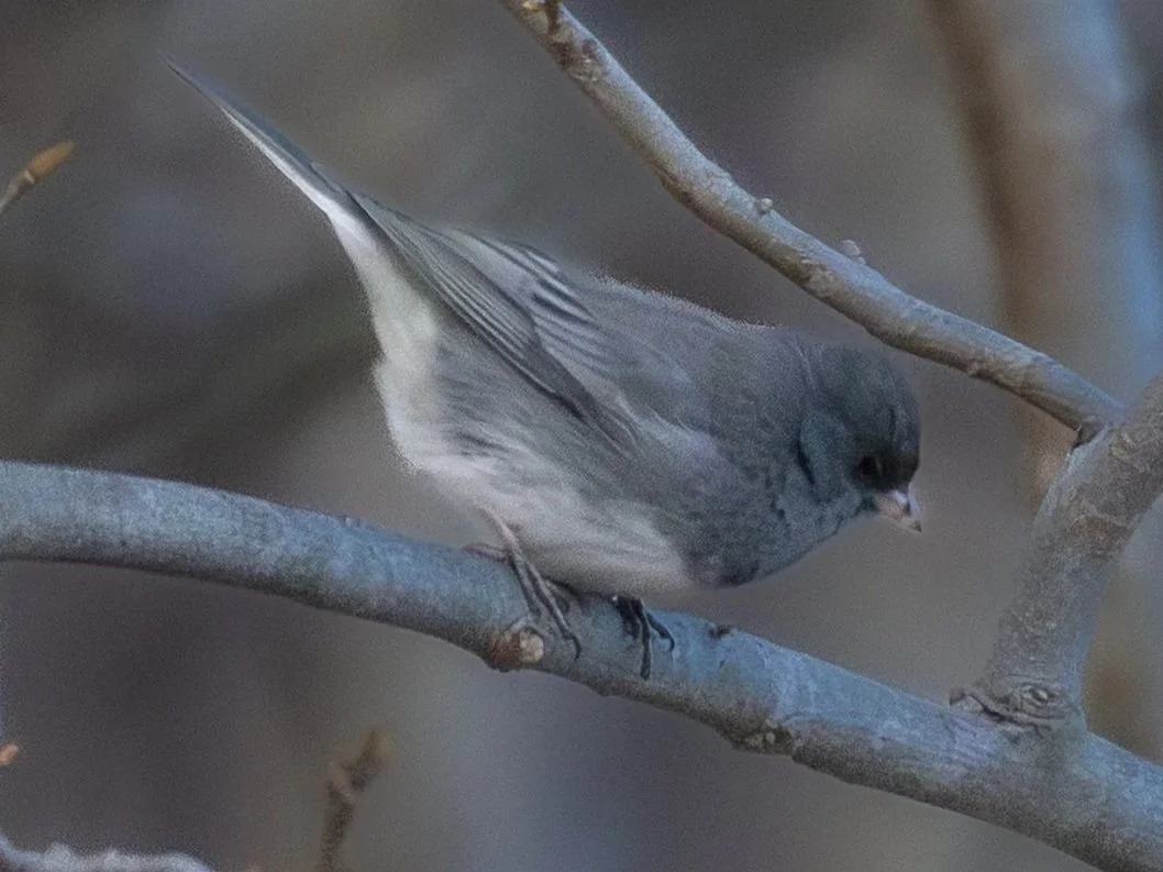 Dark-eyed Junco