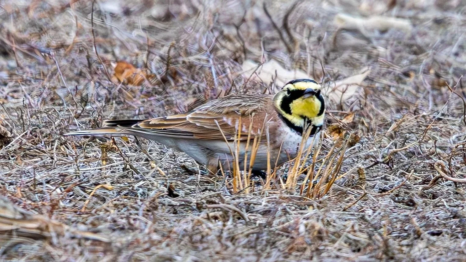 Horned Lark