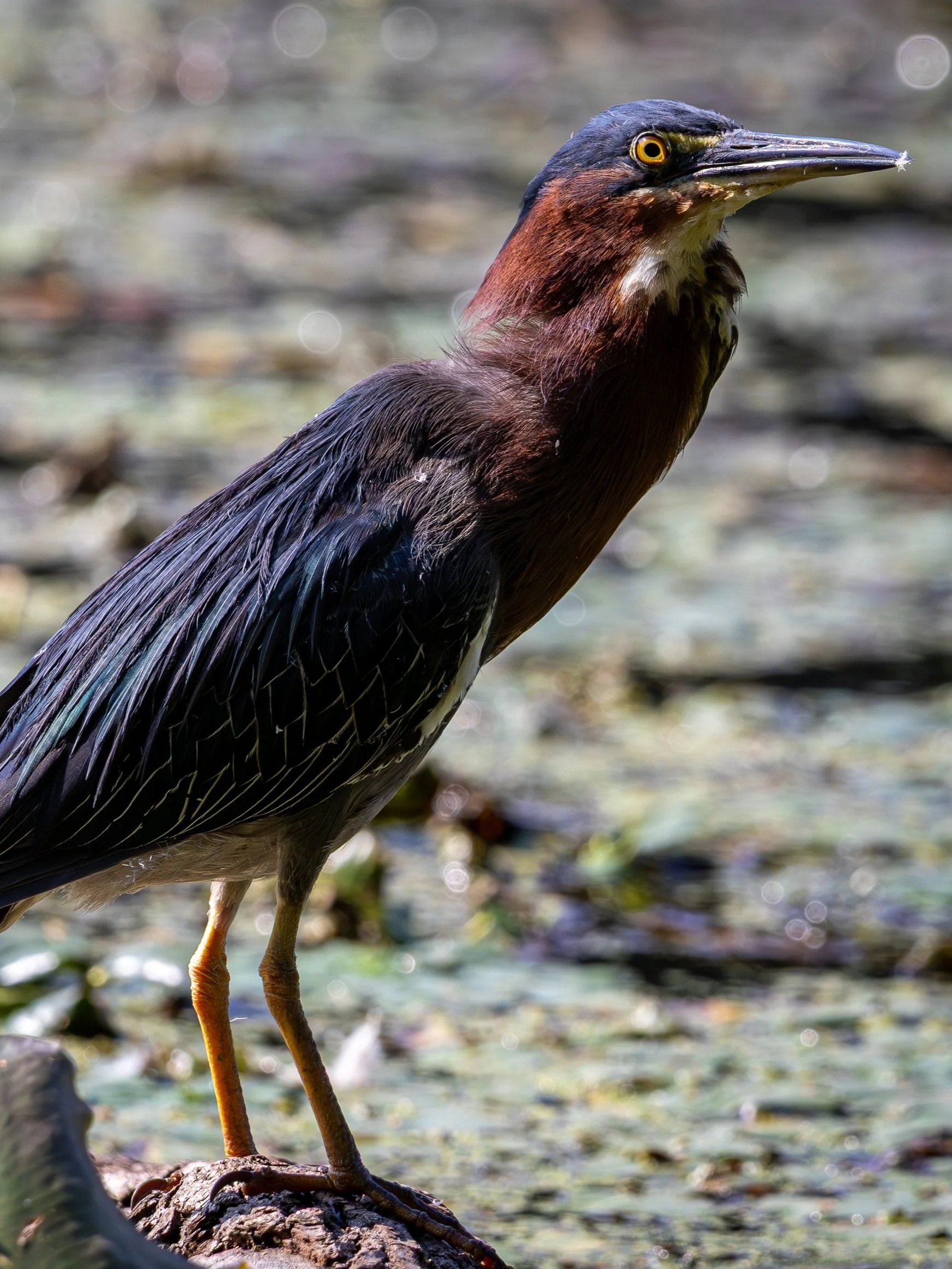 WADING BIRDS