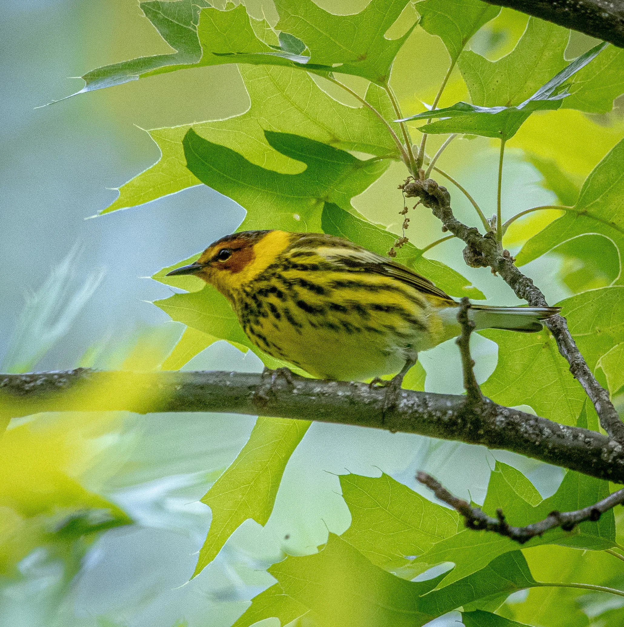 Cape May Warbler- Lots of yellow with black spotting and red facial patches