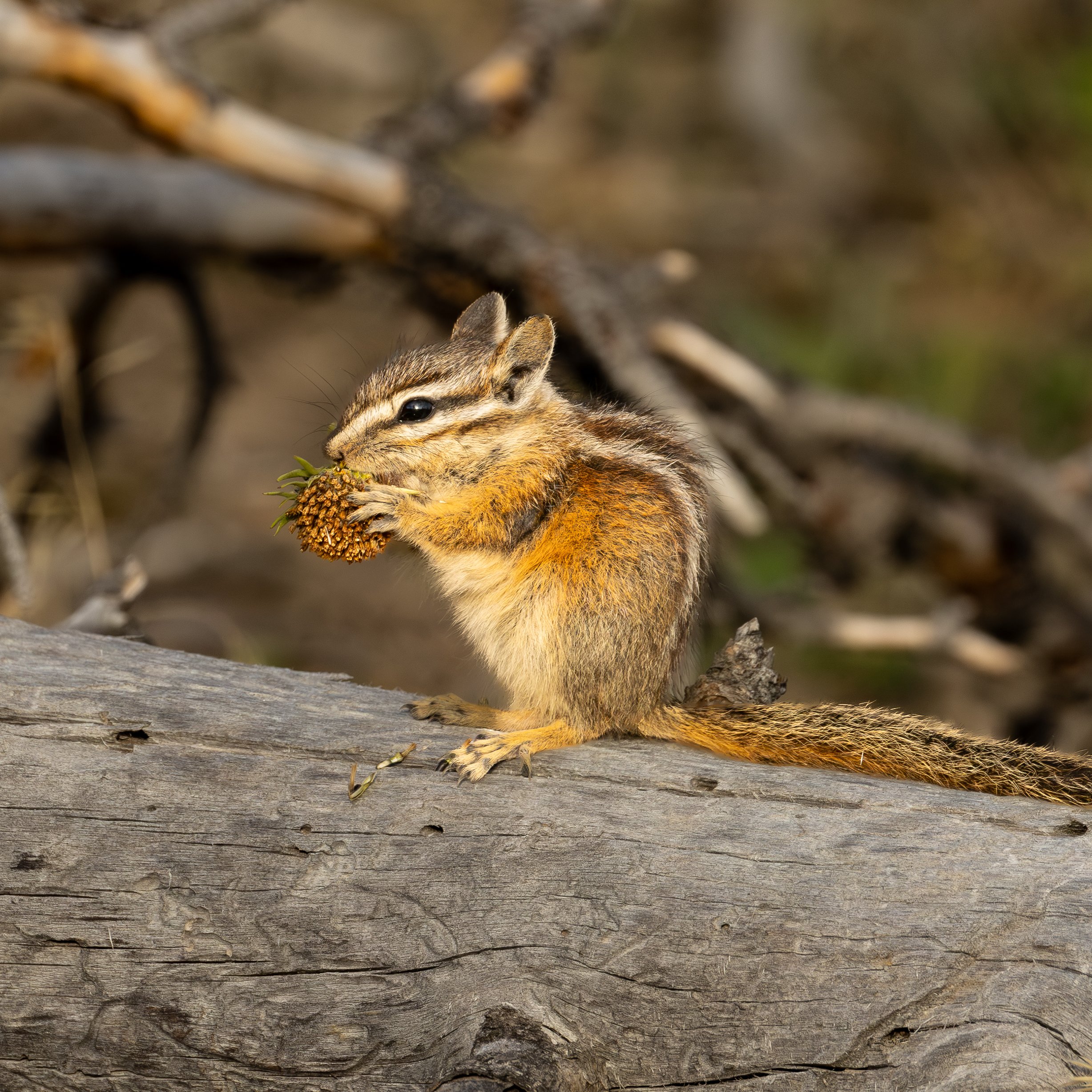 Least Chipmunk with a snack