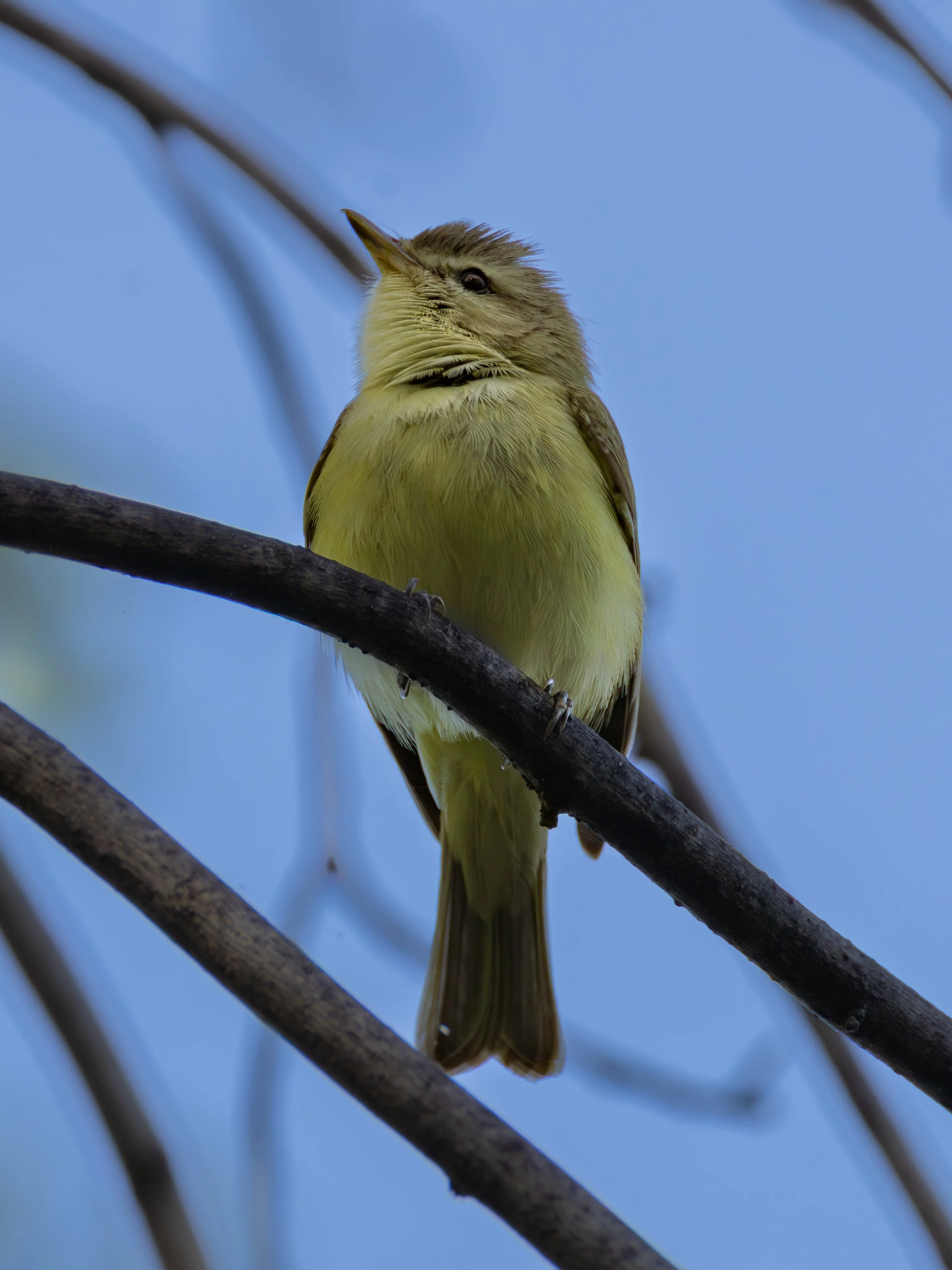 Warbling Vireo