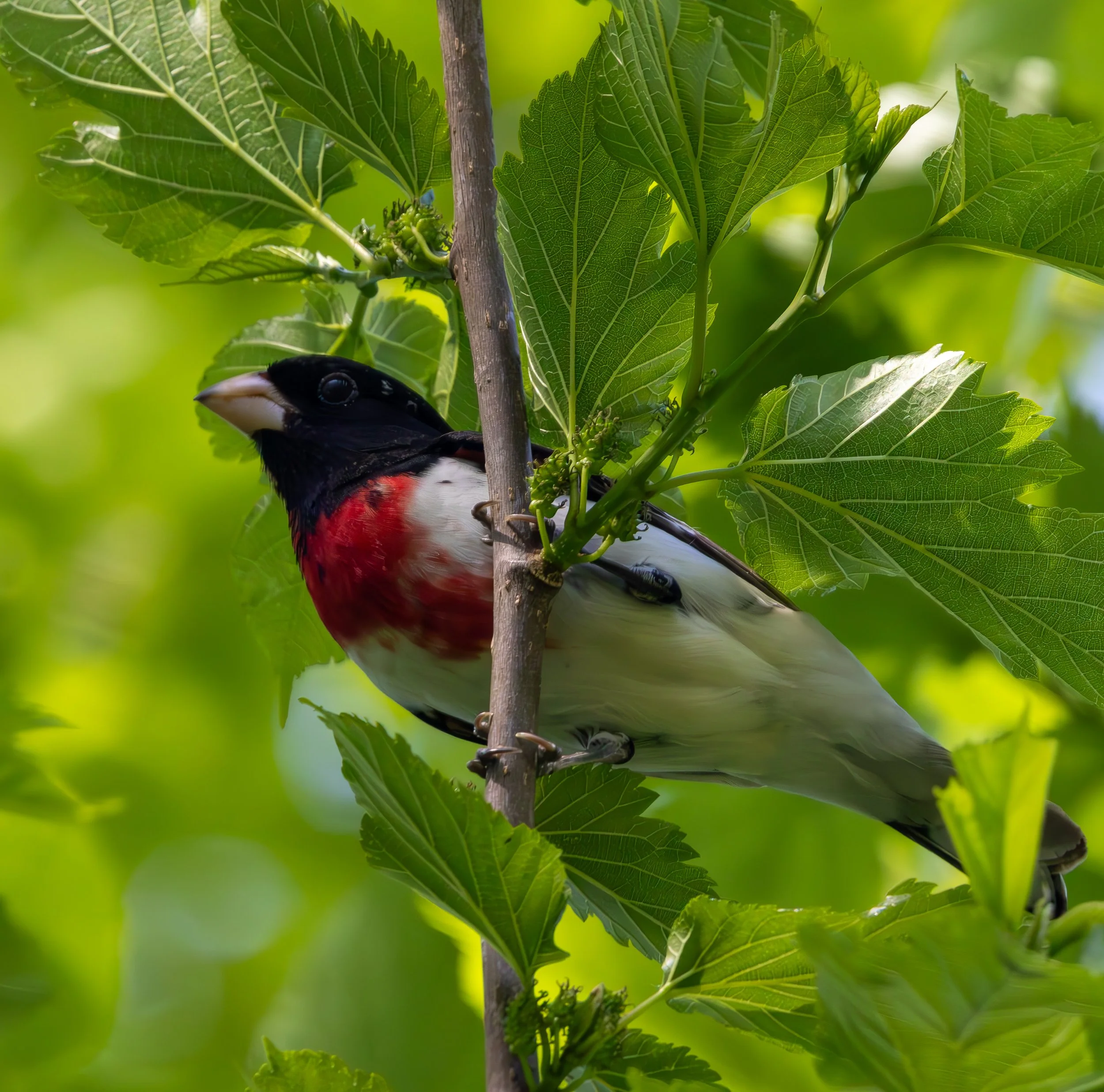 Rose-breasted Grossbeack has a black head, white body, and a scarlet chest patch.