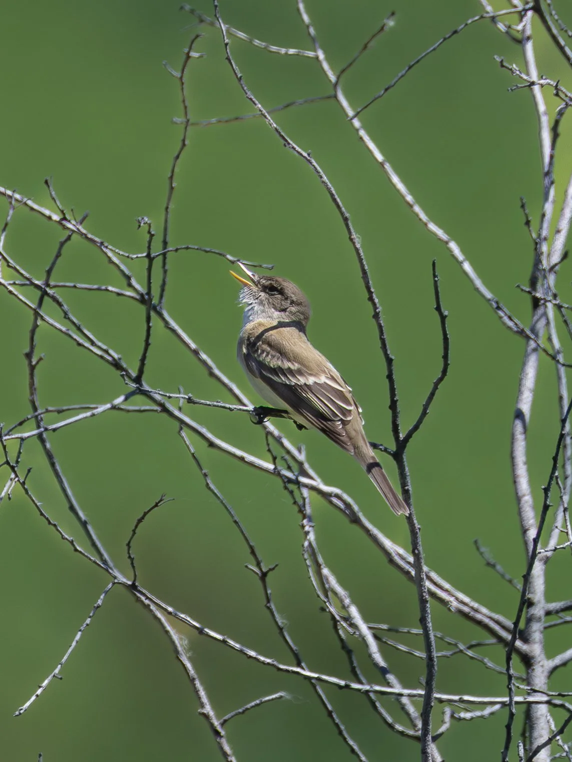 Willow Flycatcher