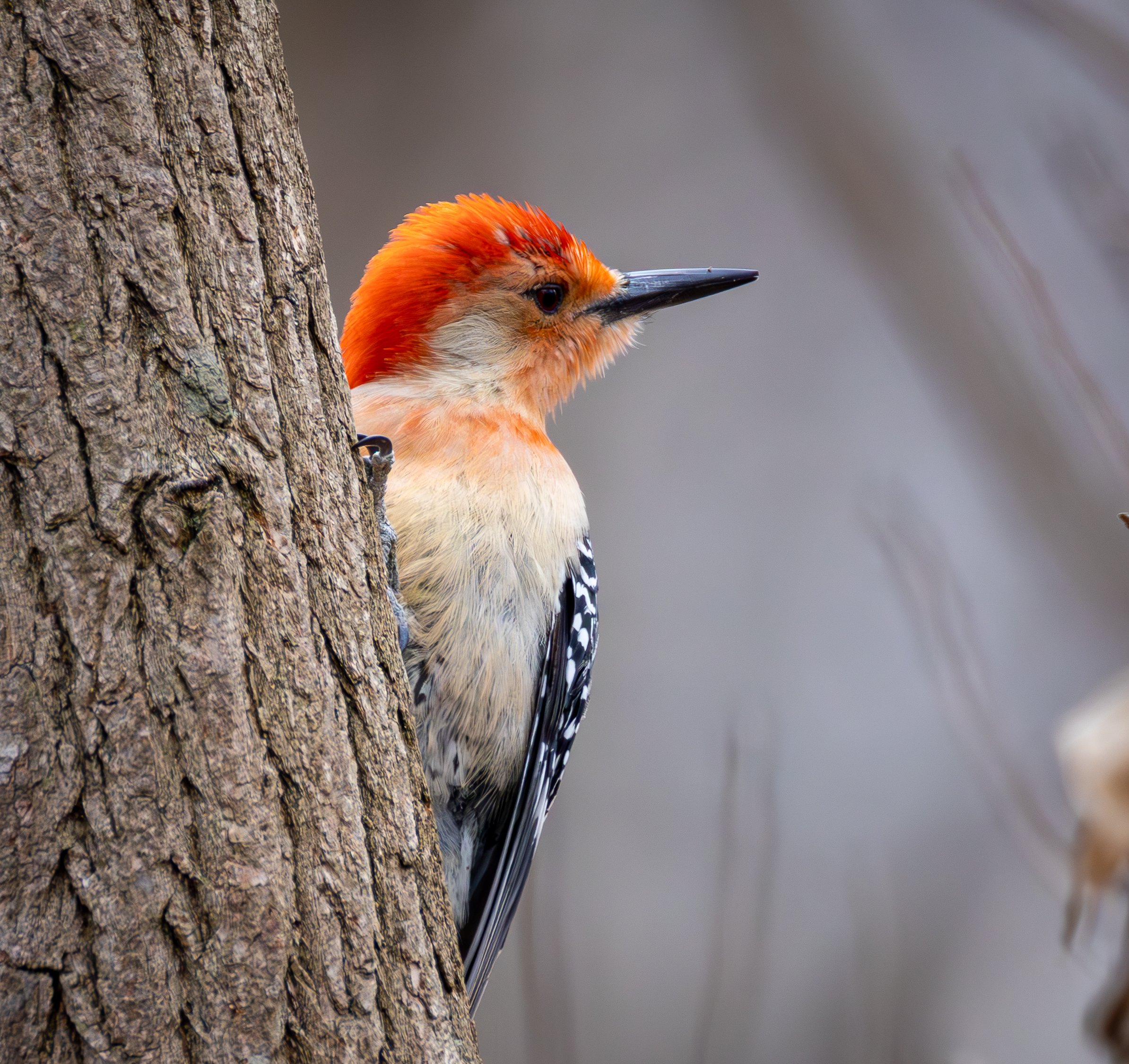 Red-bellied woodpecker has a red cap, zebra-like back and wings, and a creamy underside with light red markings 