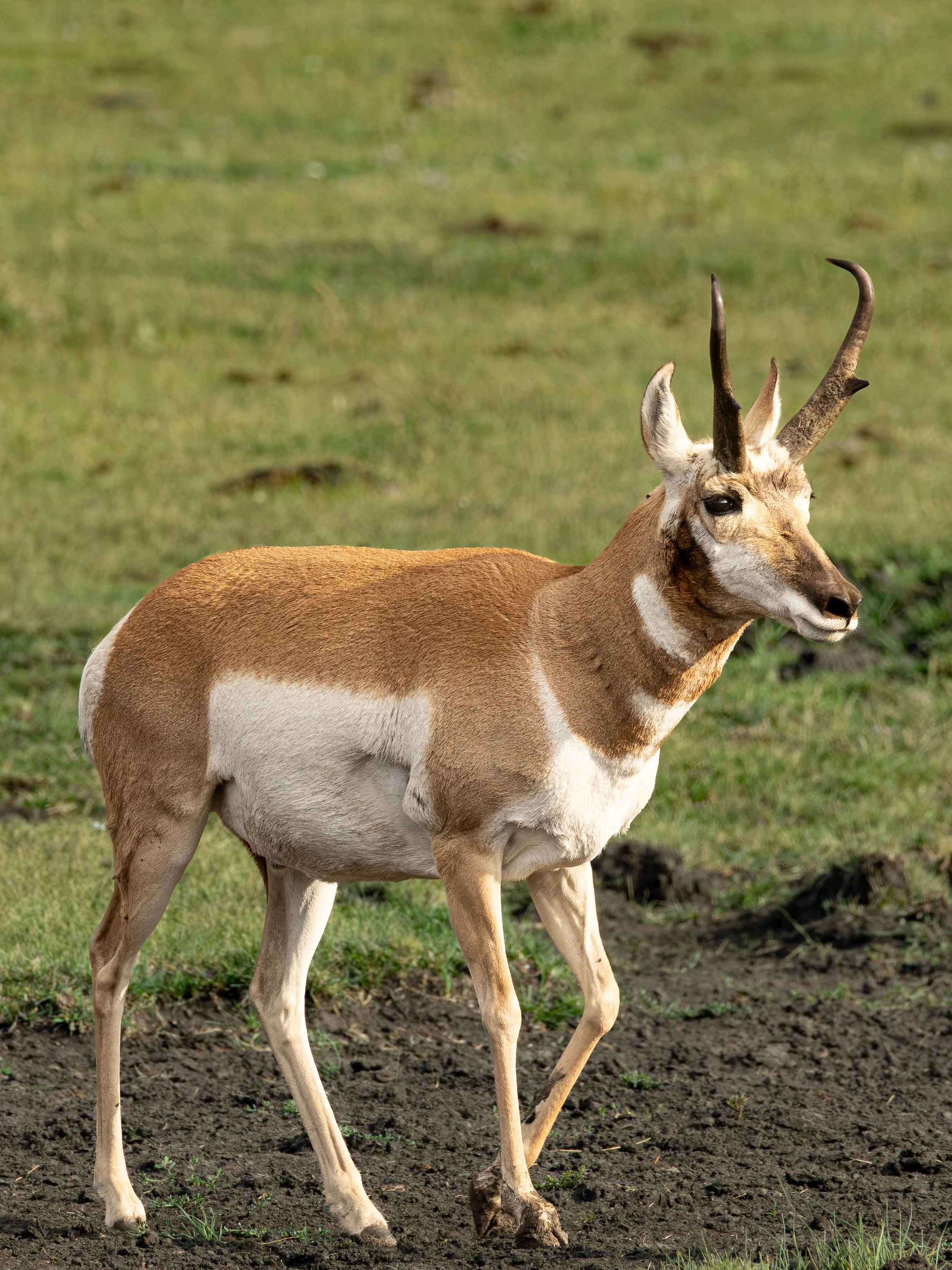 Pronghorn