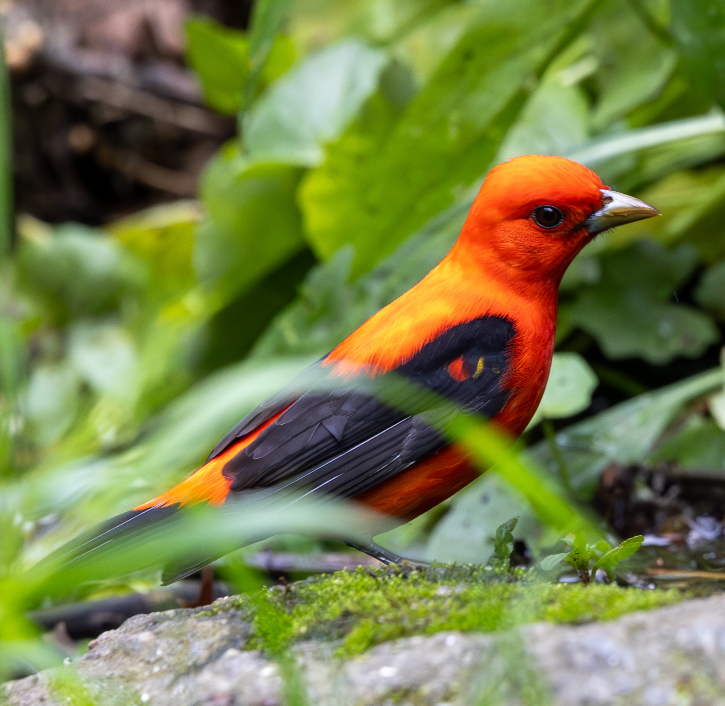 Scarlet Tanager has a bright red body, black wings, and a golden beak
