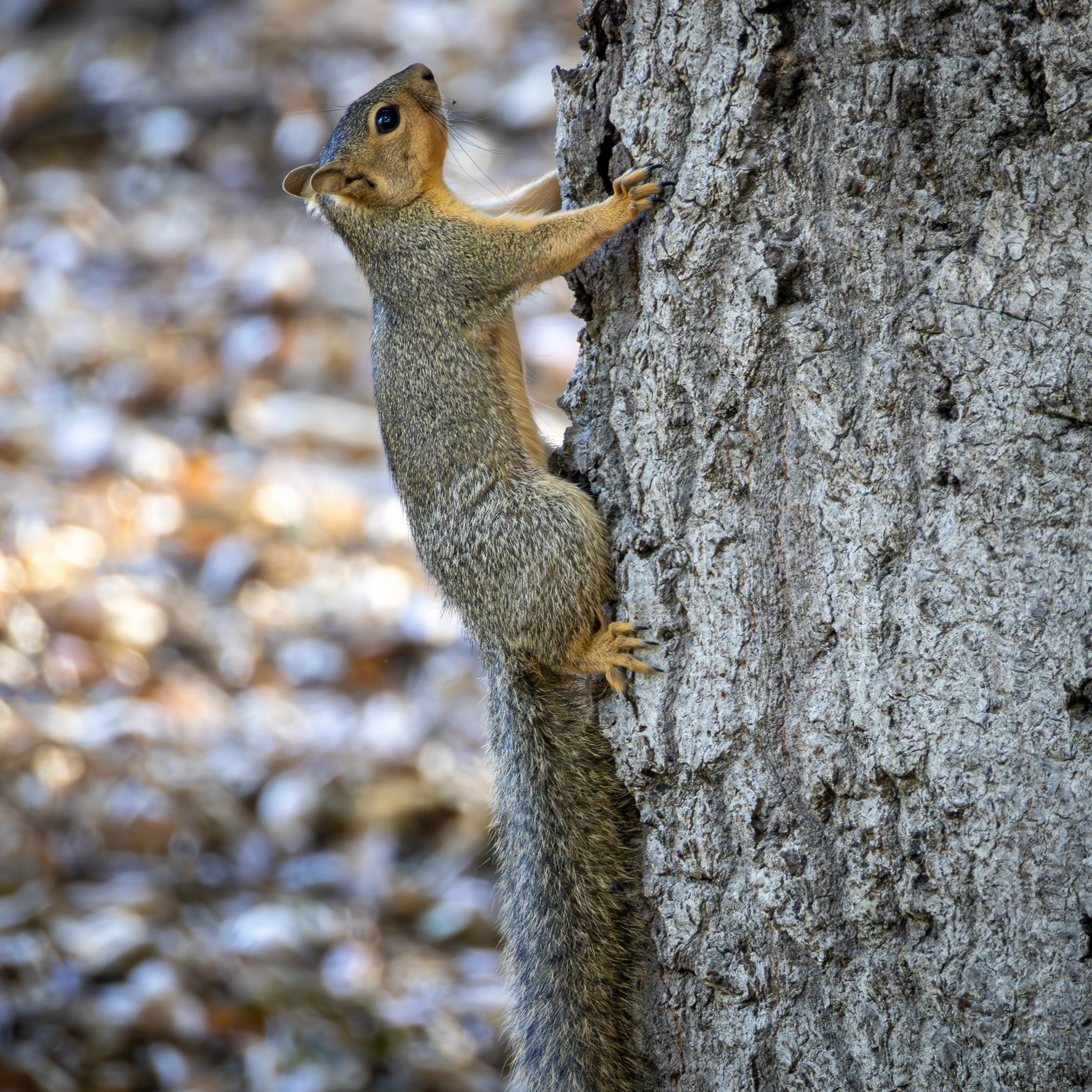 Eastern Fox Squirrel