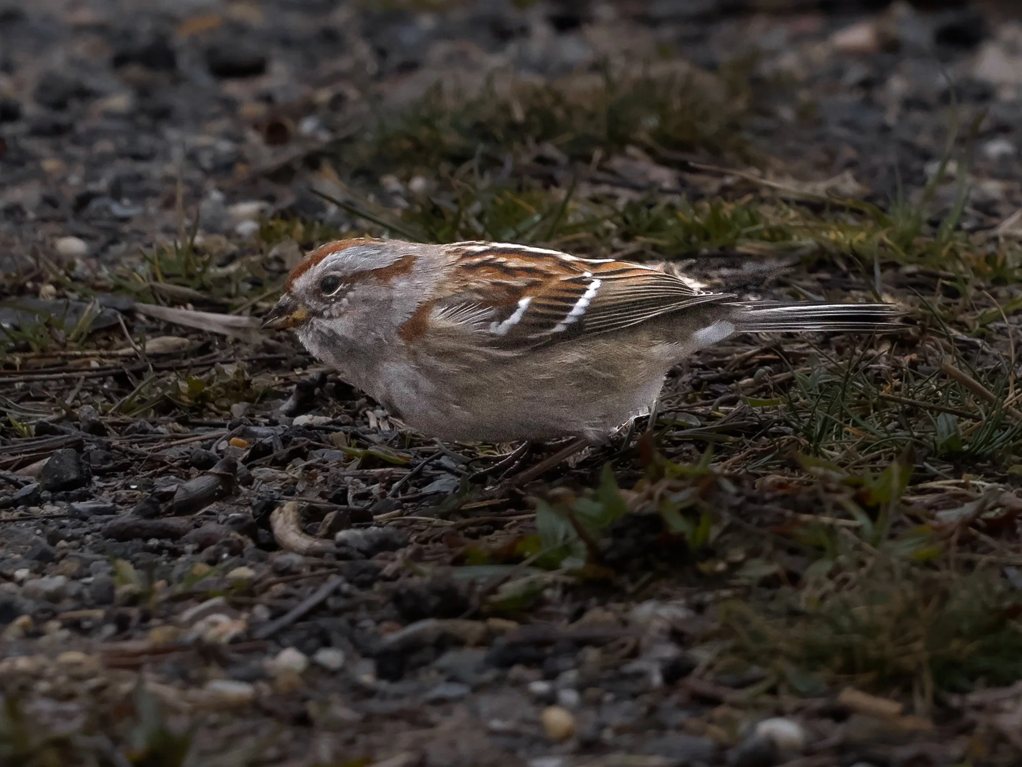 American Tree Sparrow