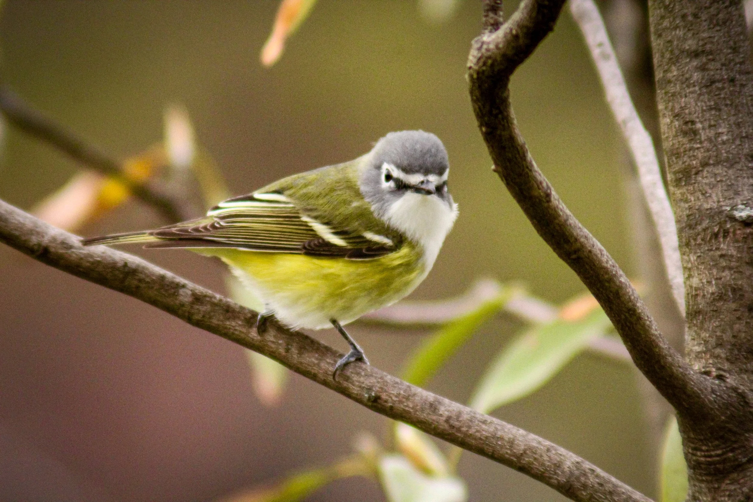 Blue -headed Vireo has a blue head with while eye rings, a yellow underside, and golden wings. 