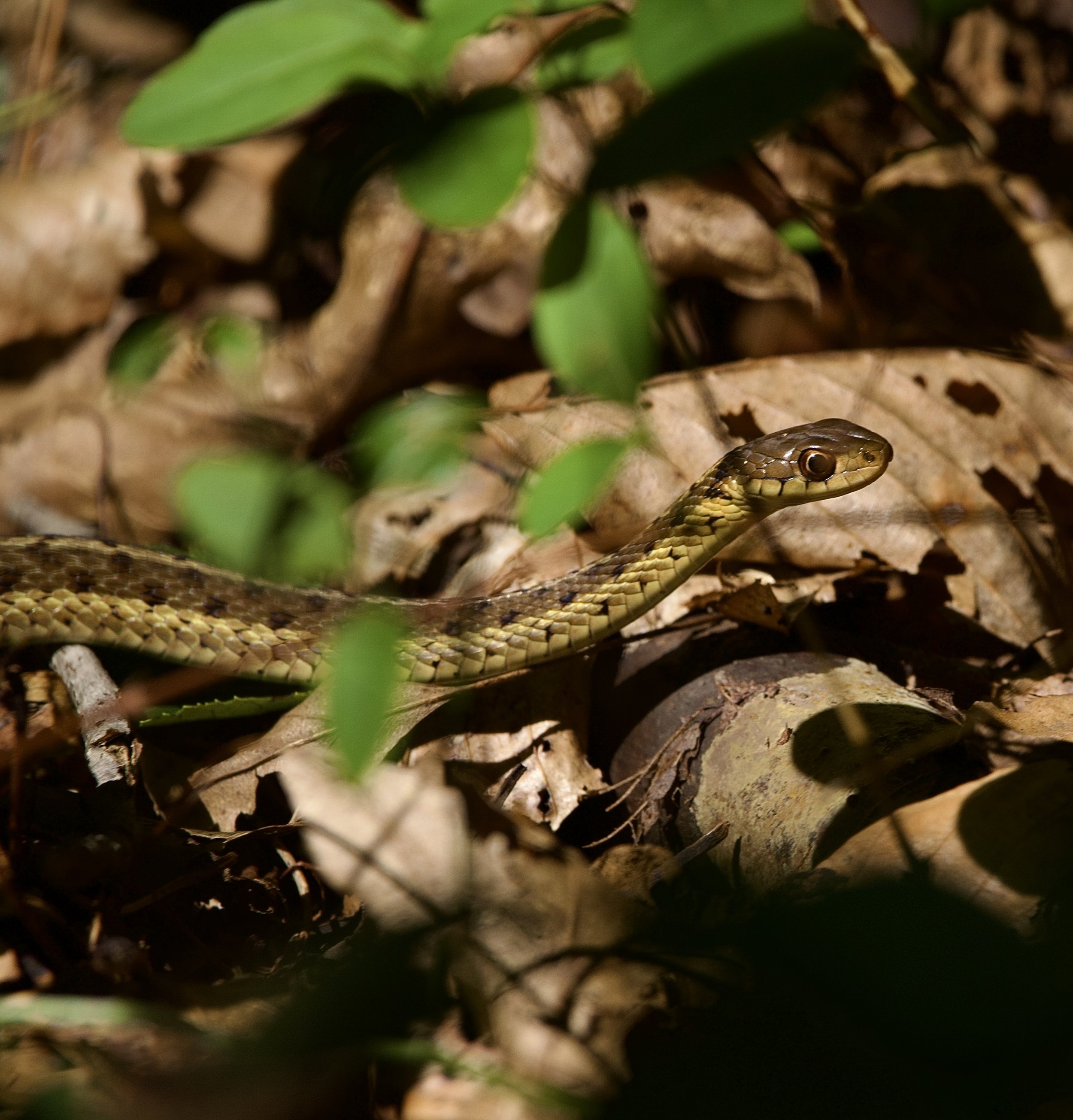 Garter Snake, Blue Heron Park