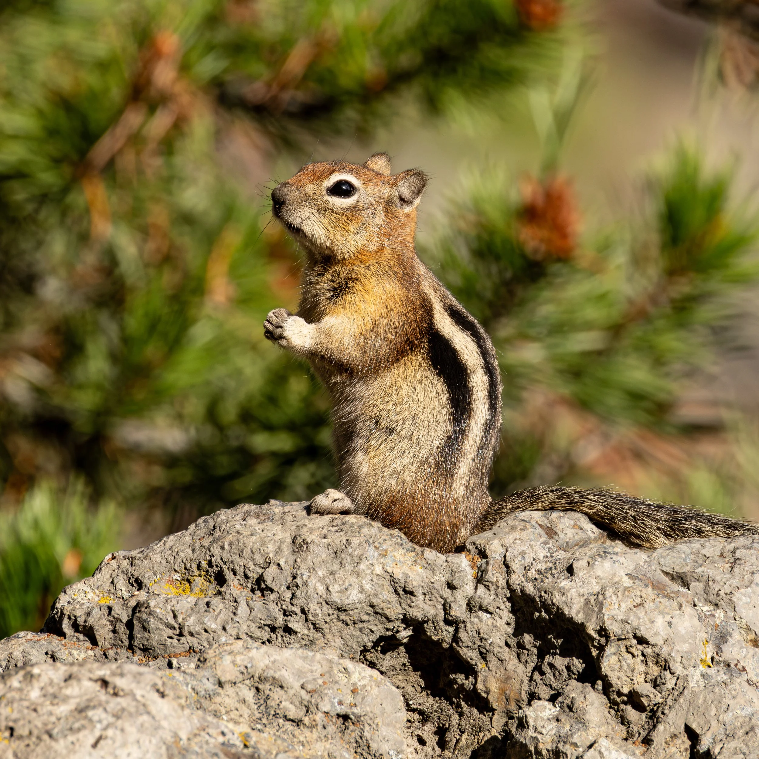 Golden-mantled Ground Squirrel