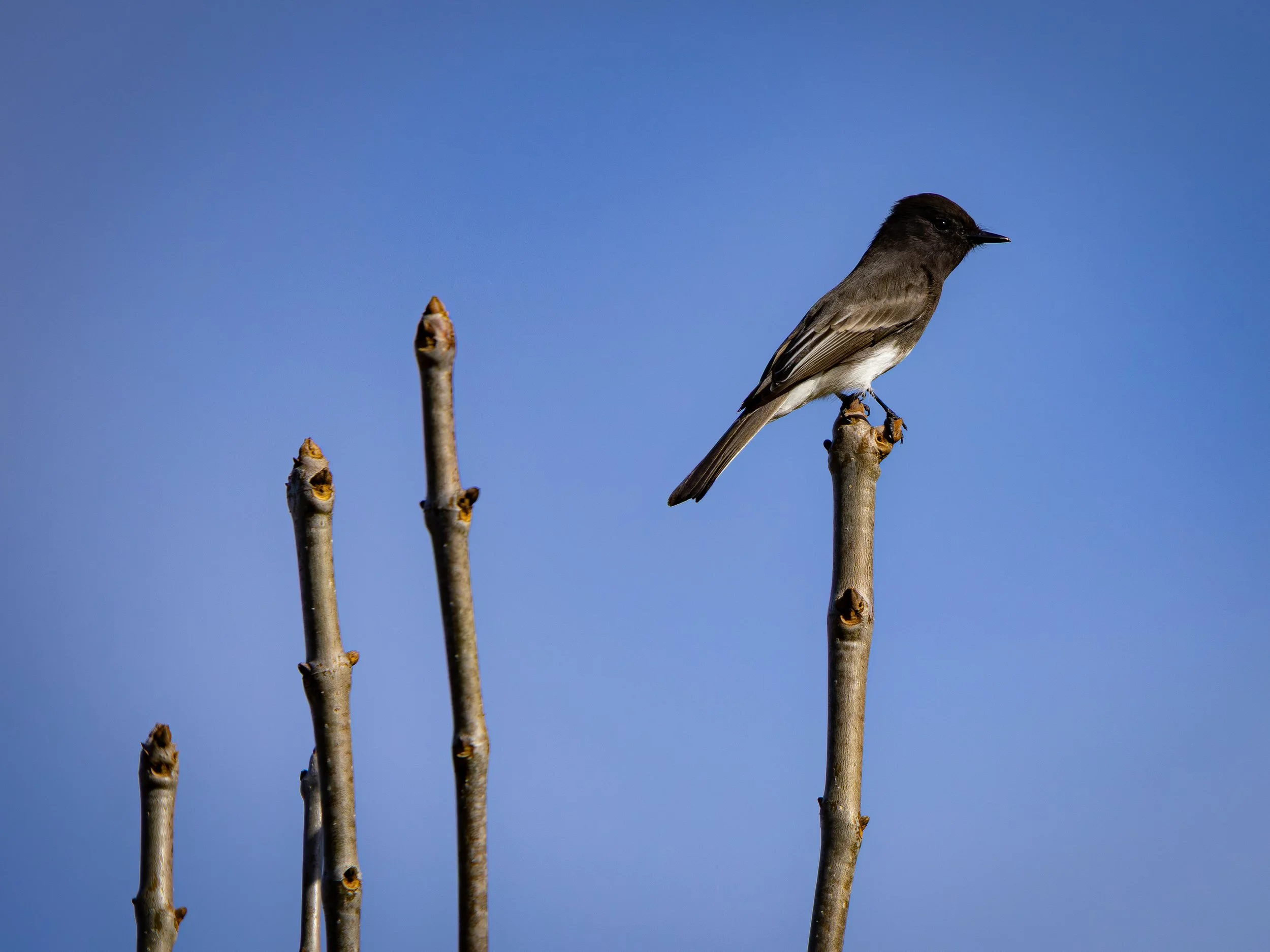 Black Phoebe