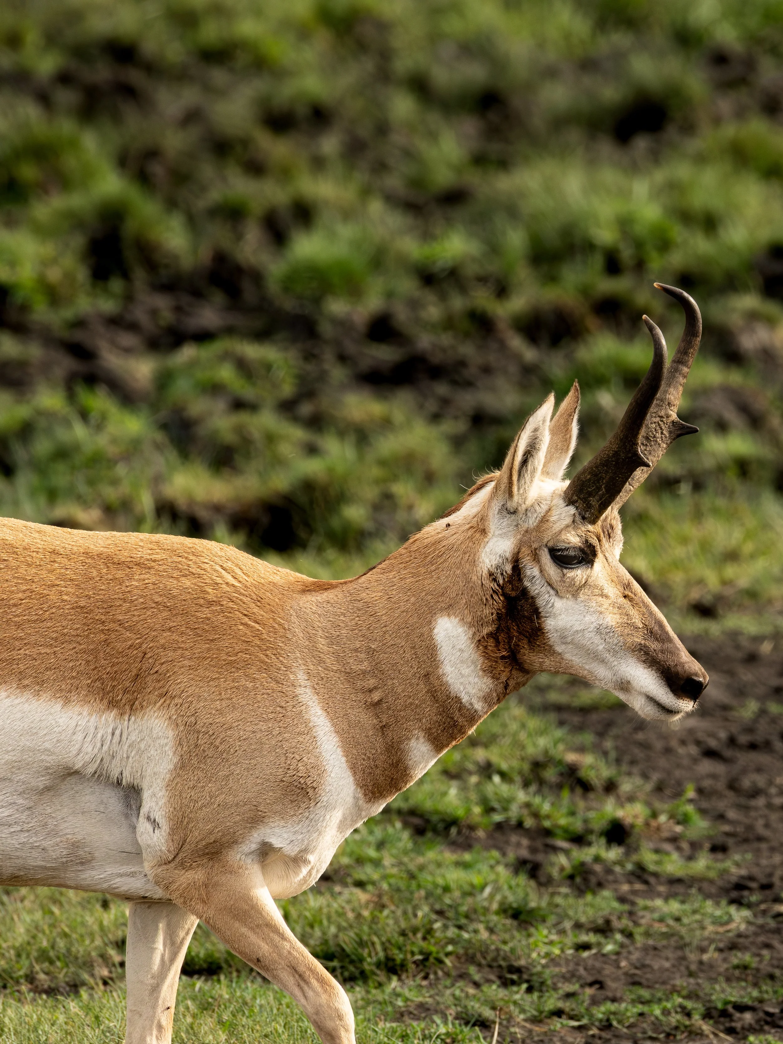 American Pronghorn