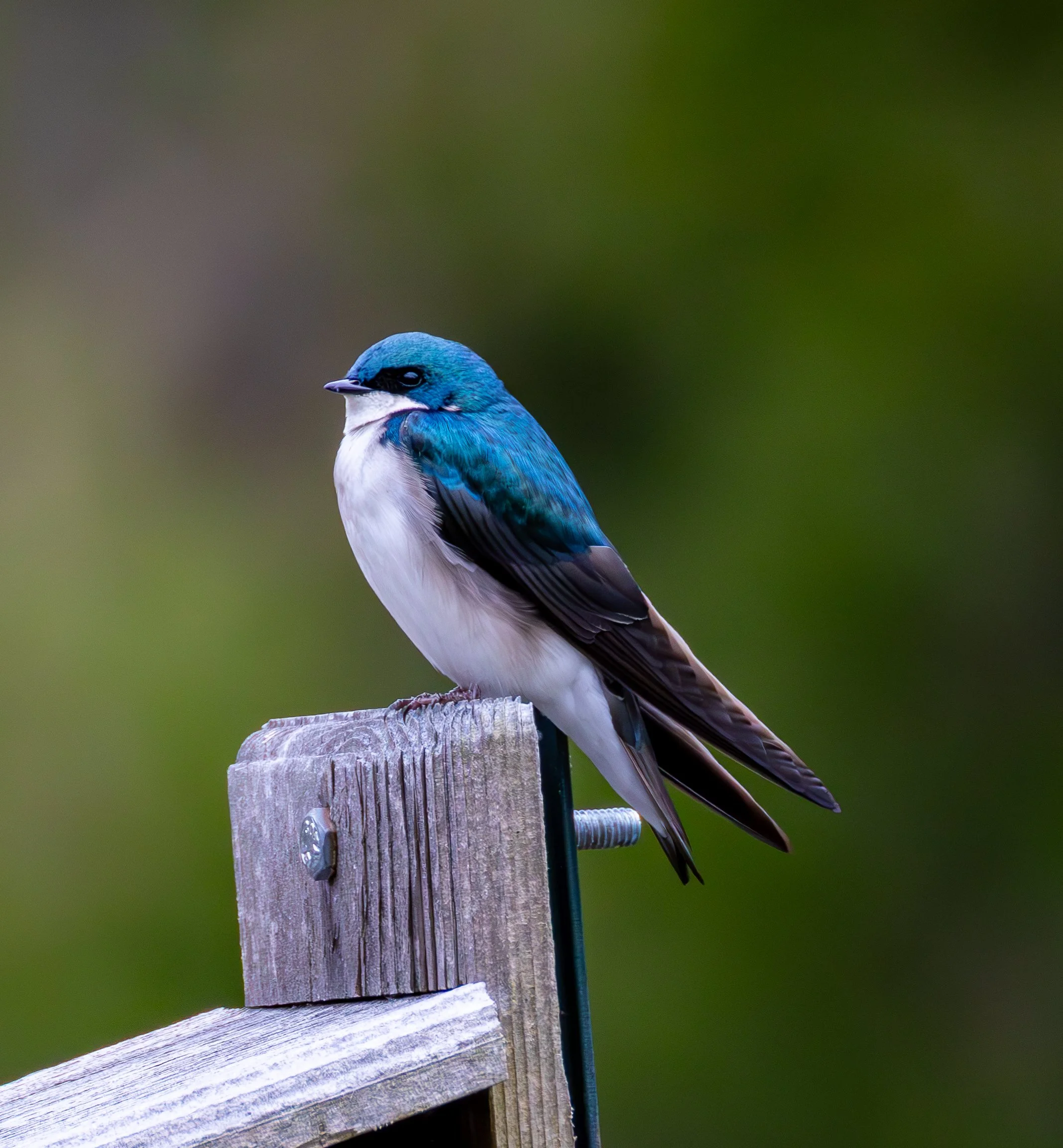 Tree Swallows are a bright metallic blue with while undersides.