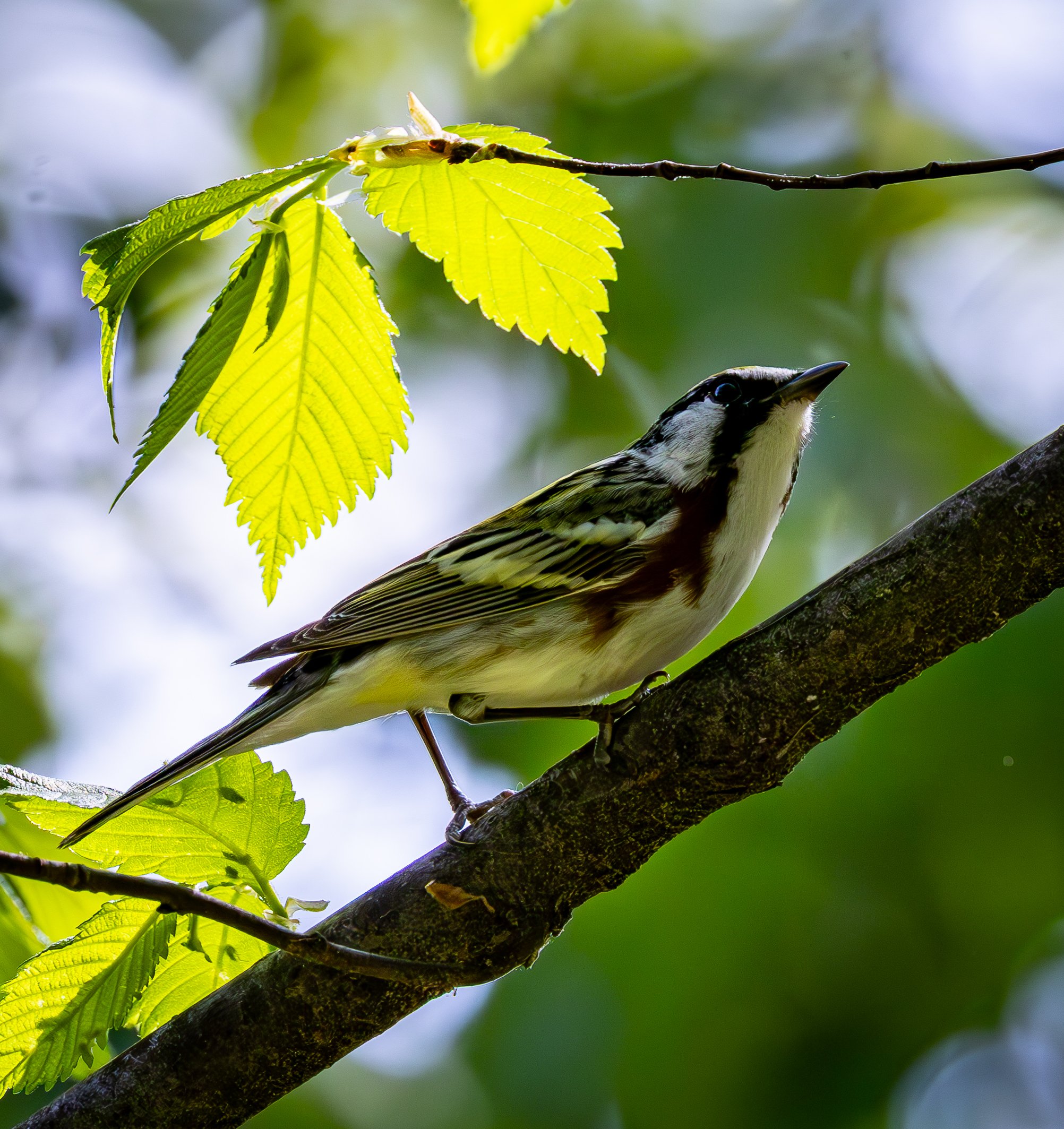 Chestnut-sided Warbler has strong black-and-white markings on face and body with rusty side marks and a yellow cap.