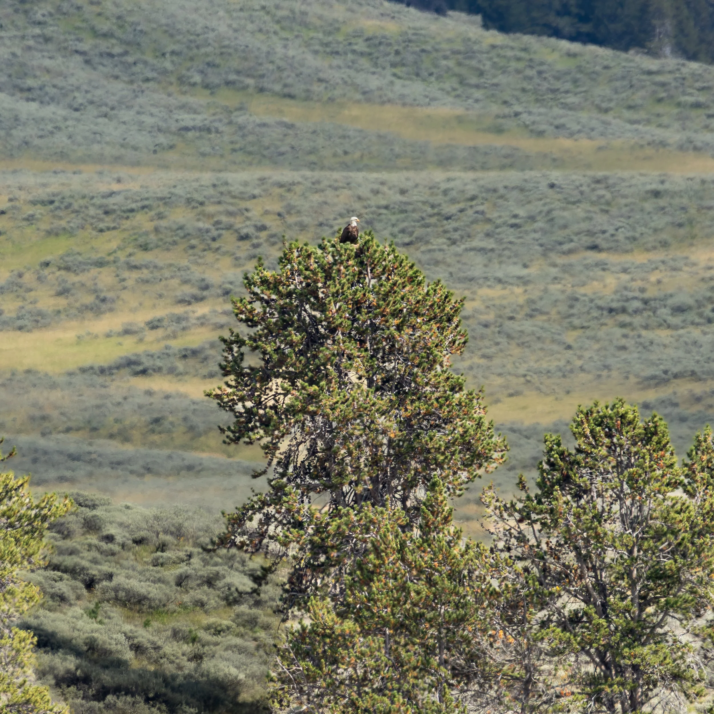 A distant Bald Eagle