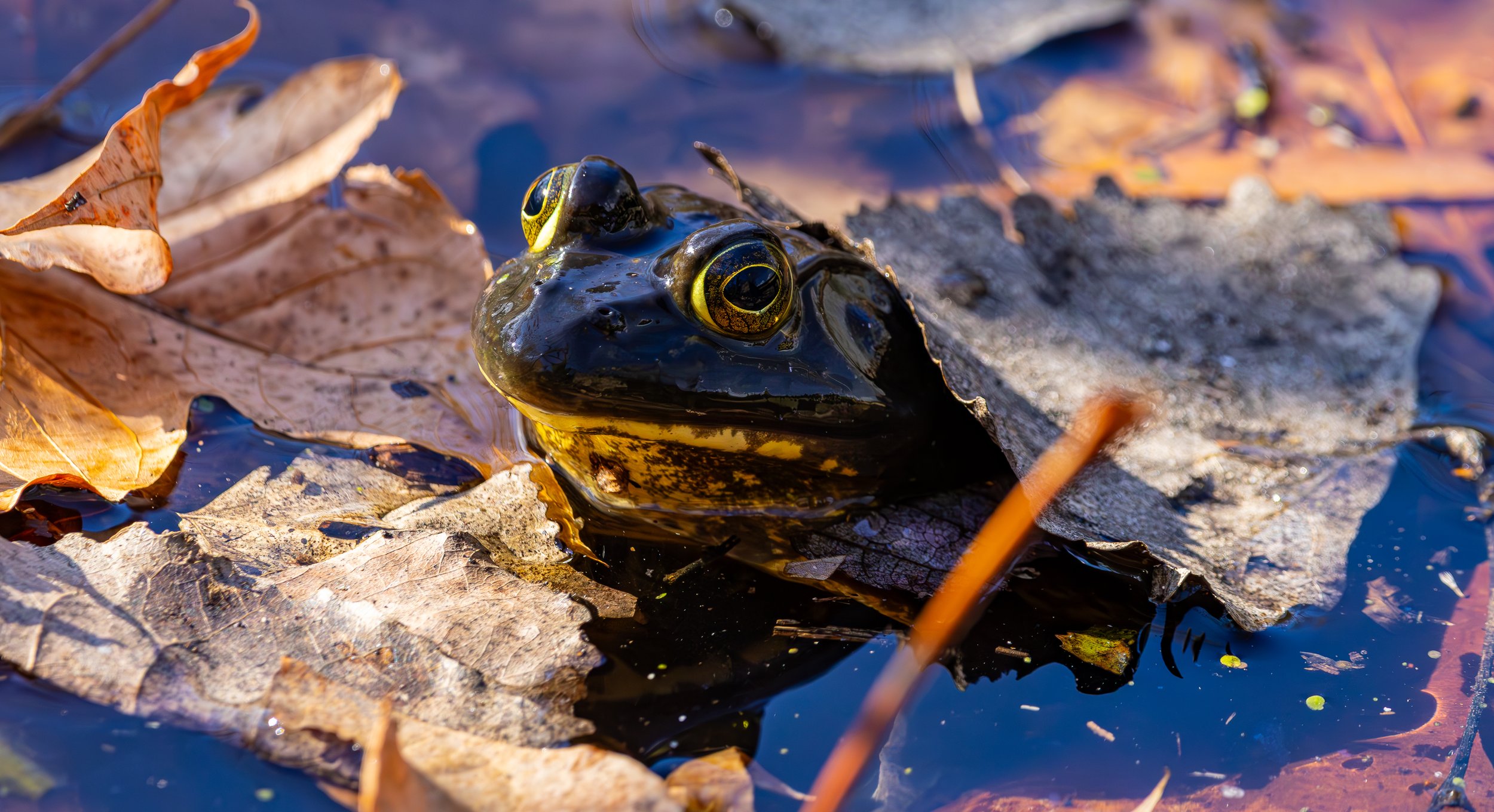 American Bullfrog, Van Cortlandt Park