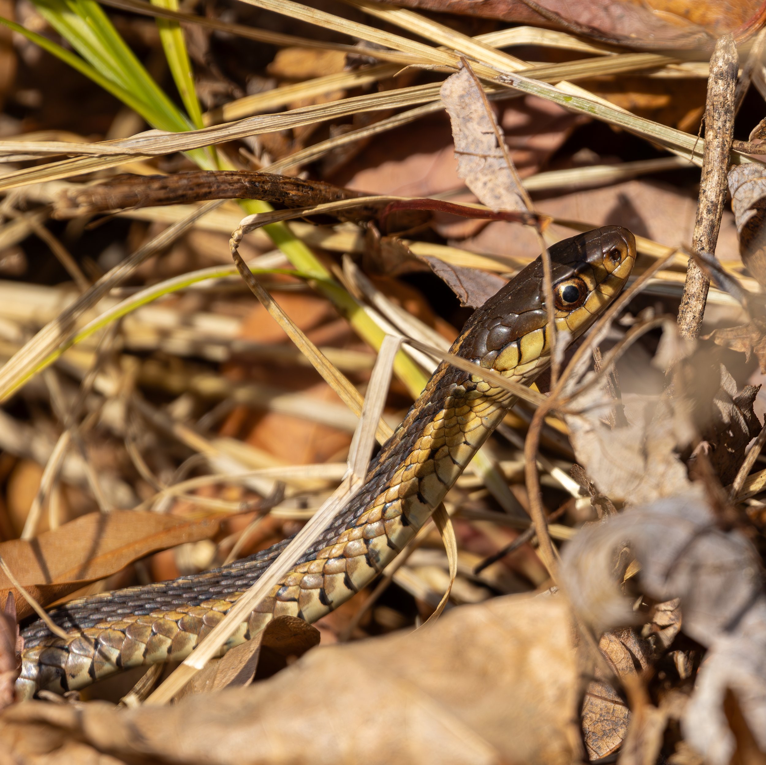 Garter Snake, Van Cortlandt Park