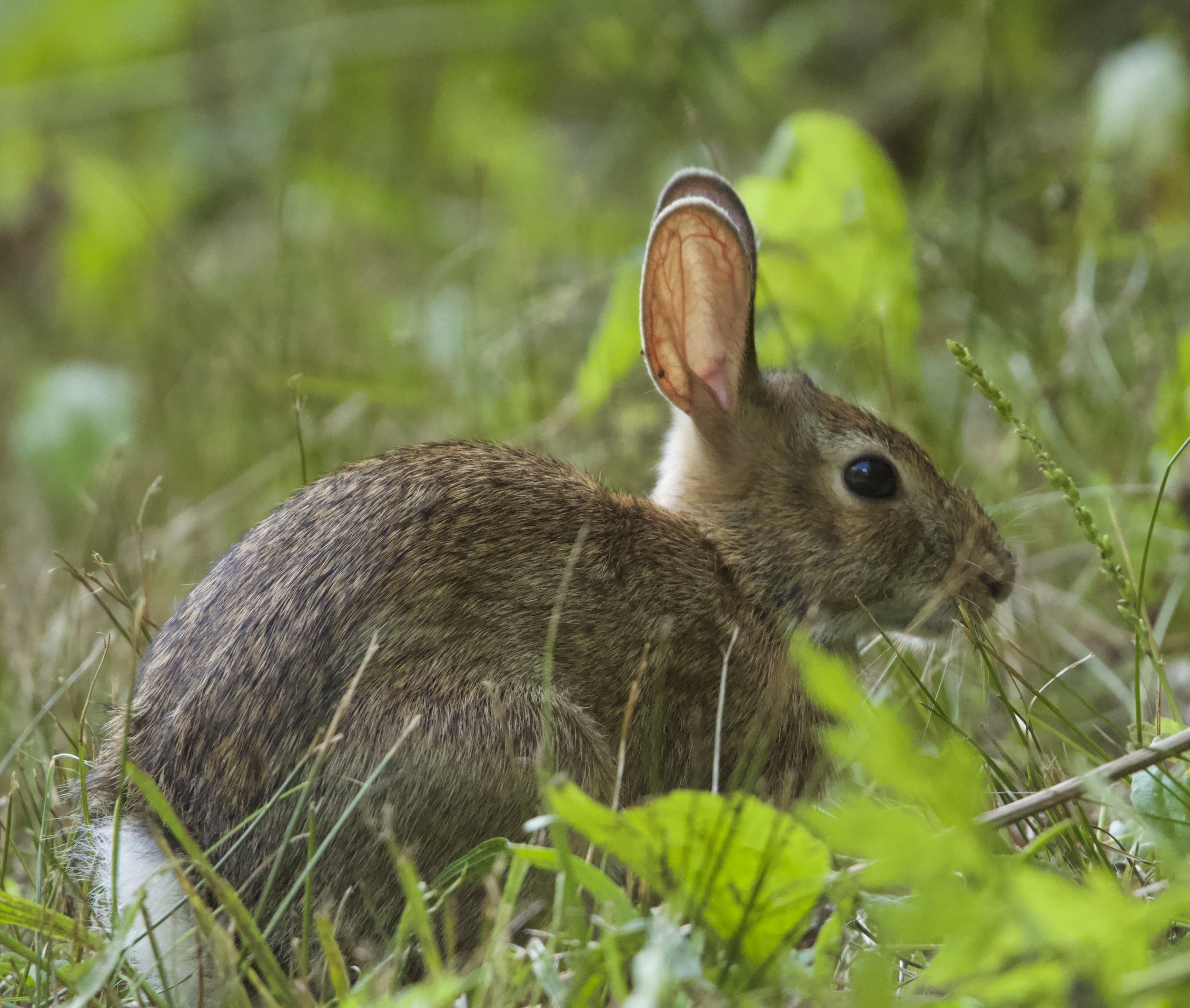 Bun in the Grass.jpg