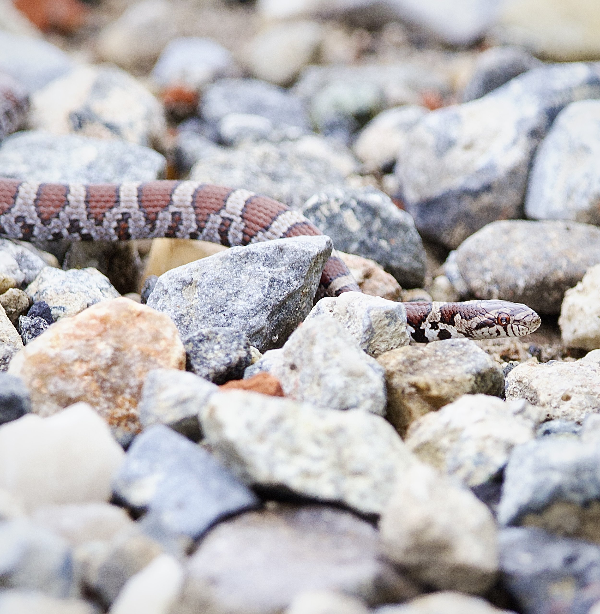 Eastern Milk Snake, Pelham Bay Park