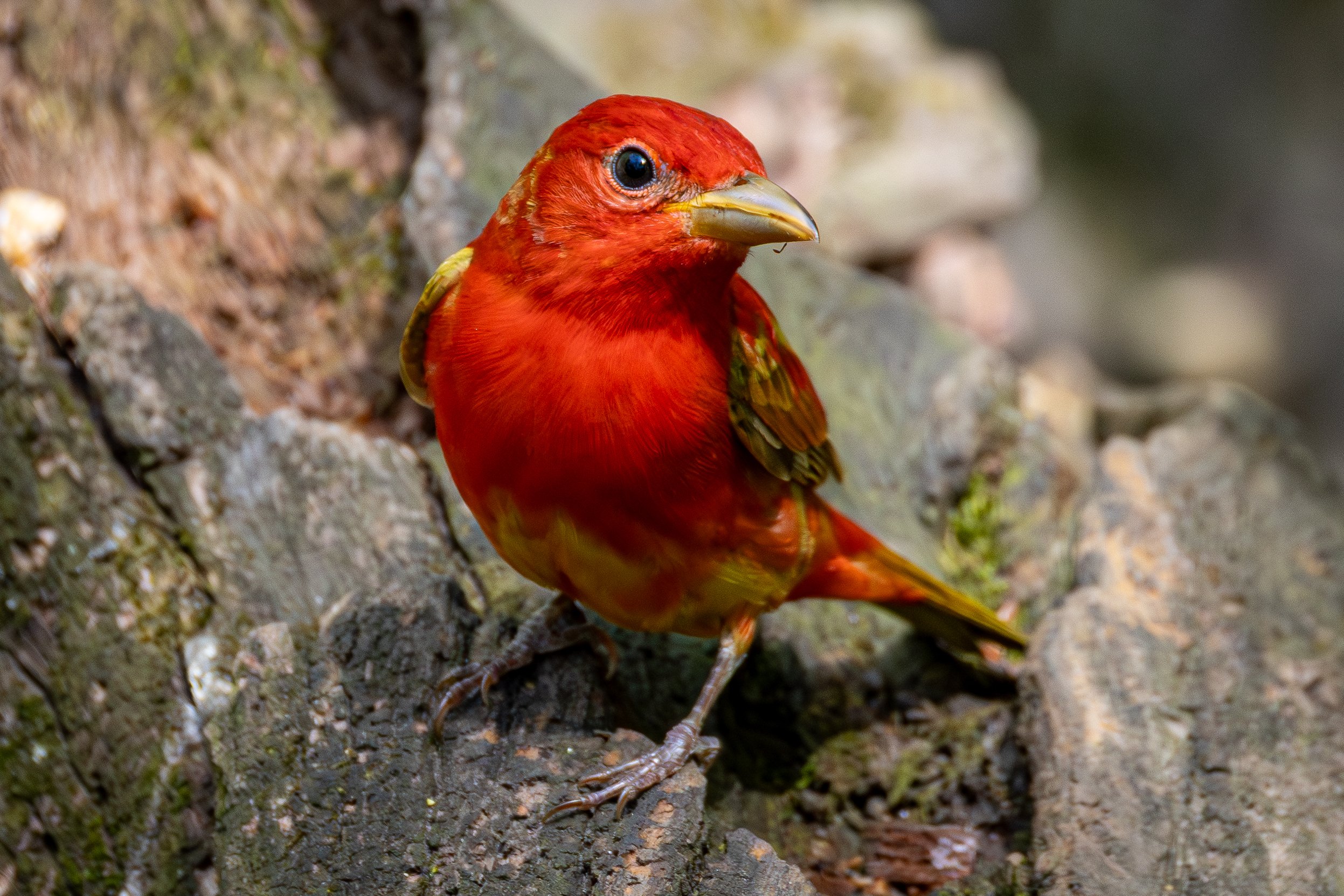 Summer Tanager has a bright red body and wings, with a golden beak.