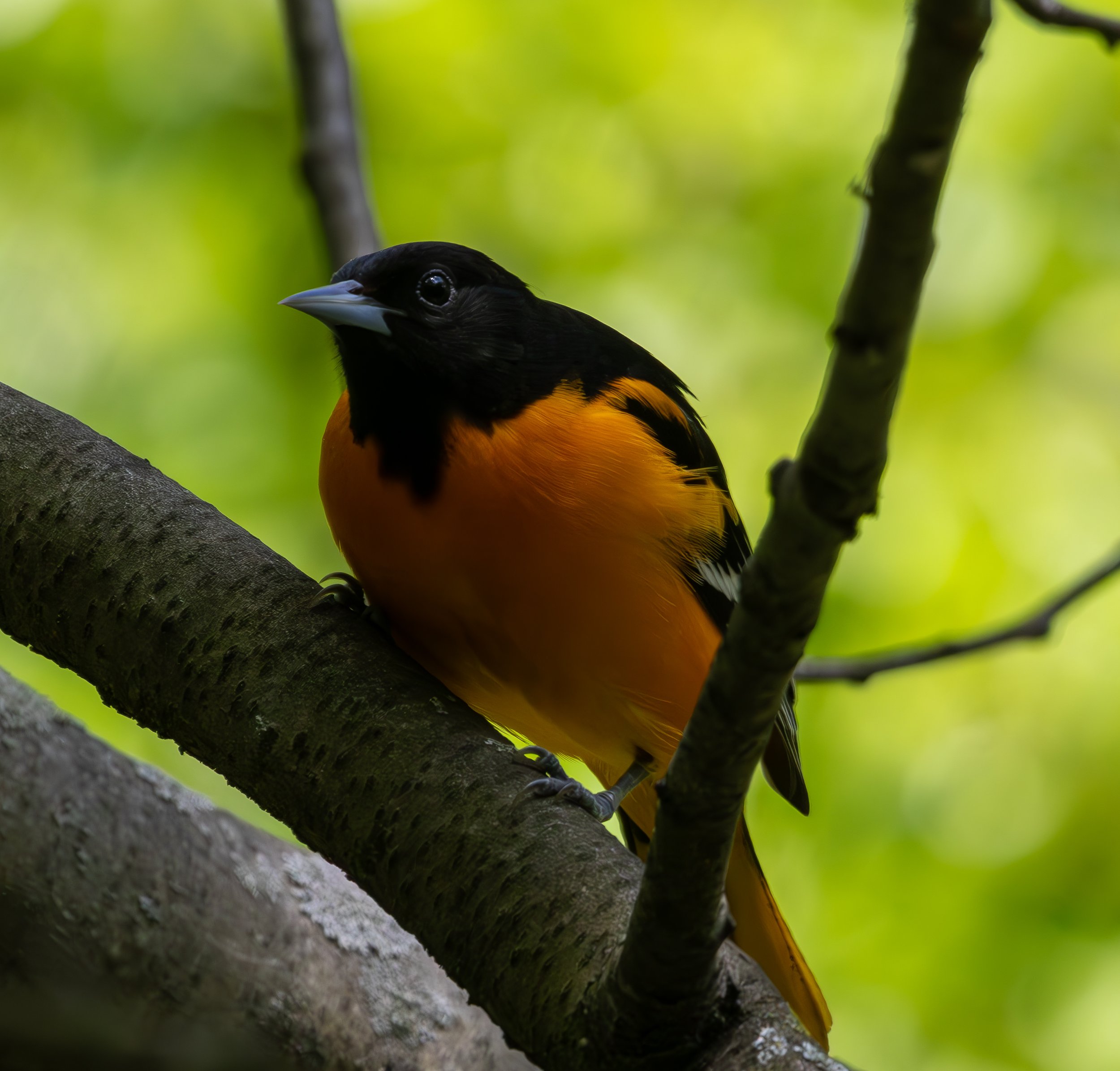 Baltimore Oriole has a black head and wings with a bright orange body. 