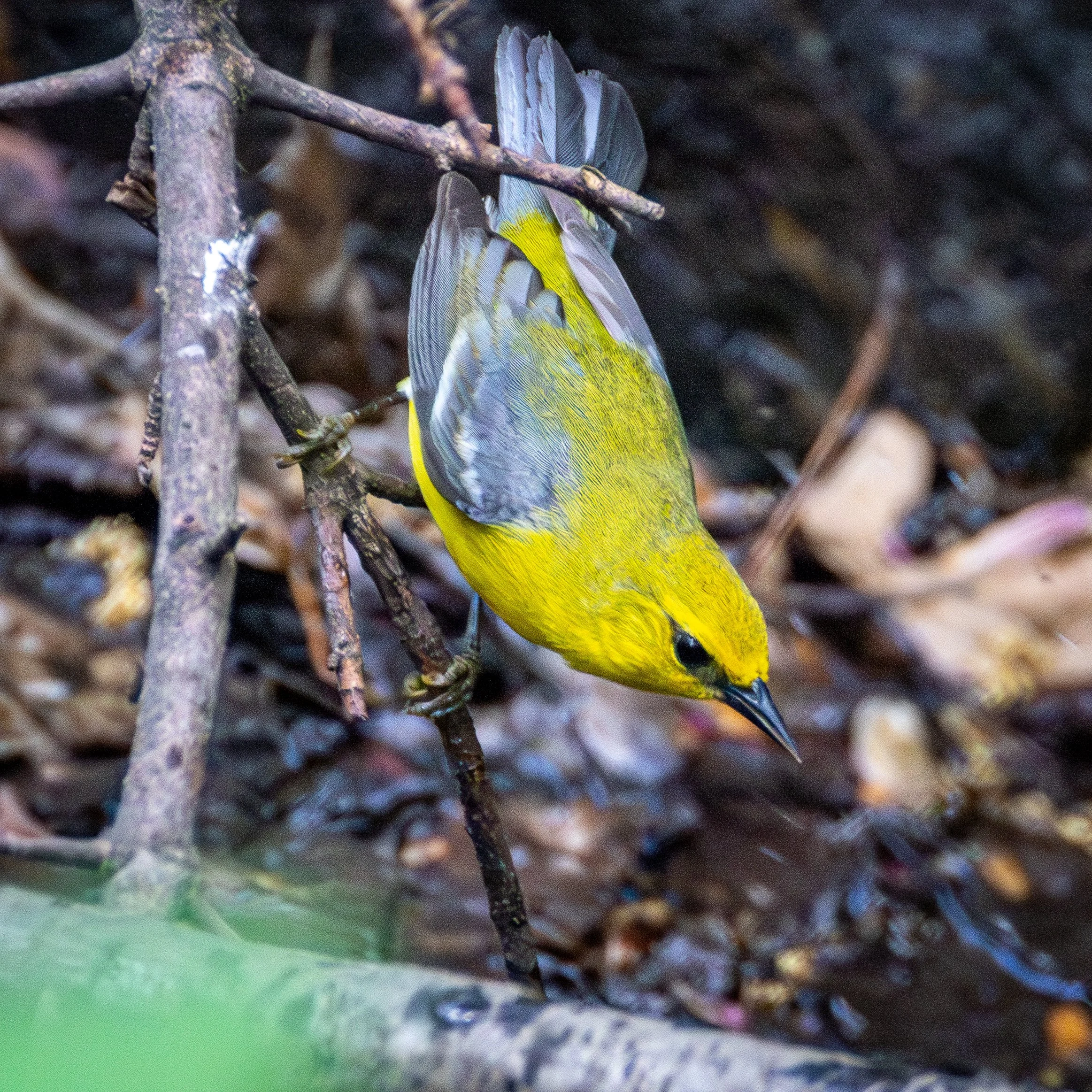 Blue-winged Warblers are mostly yellow, with blue/grey wings and black beaks 