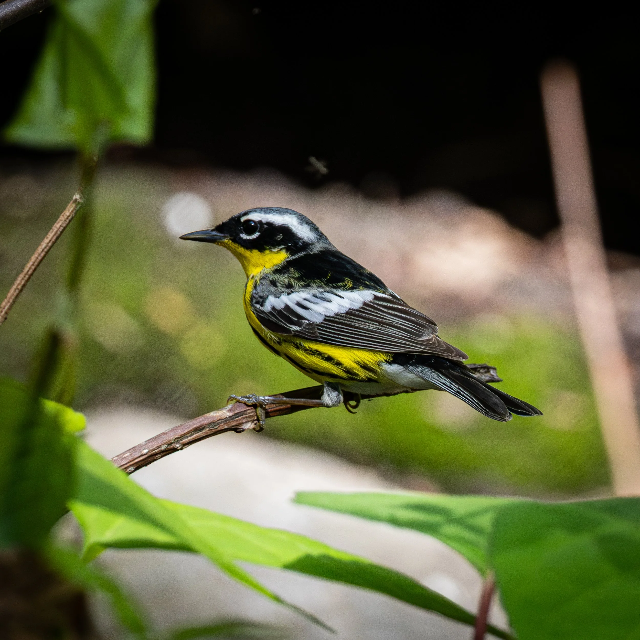 Magnolia Warbler has strong black, white, and grey coloration along its back with yellow and black on its underside
